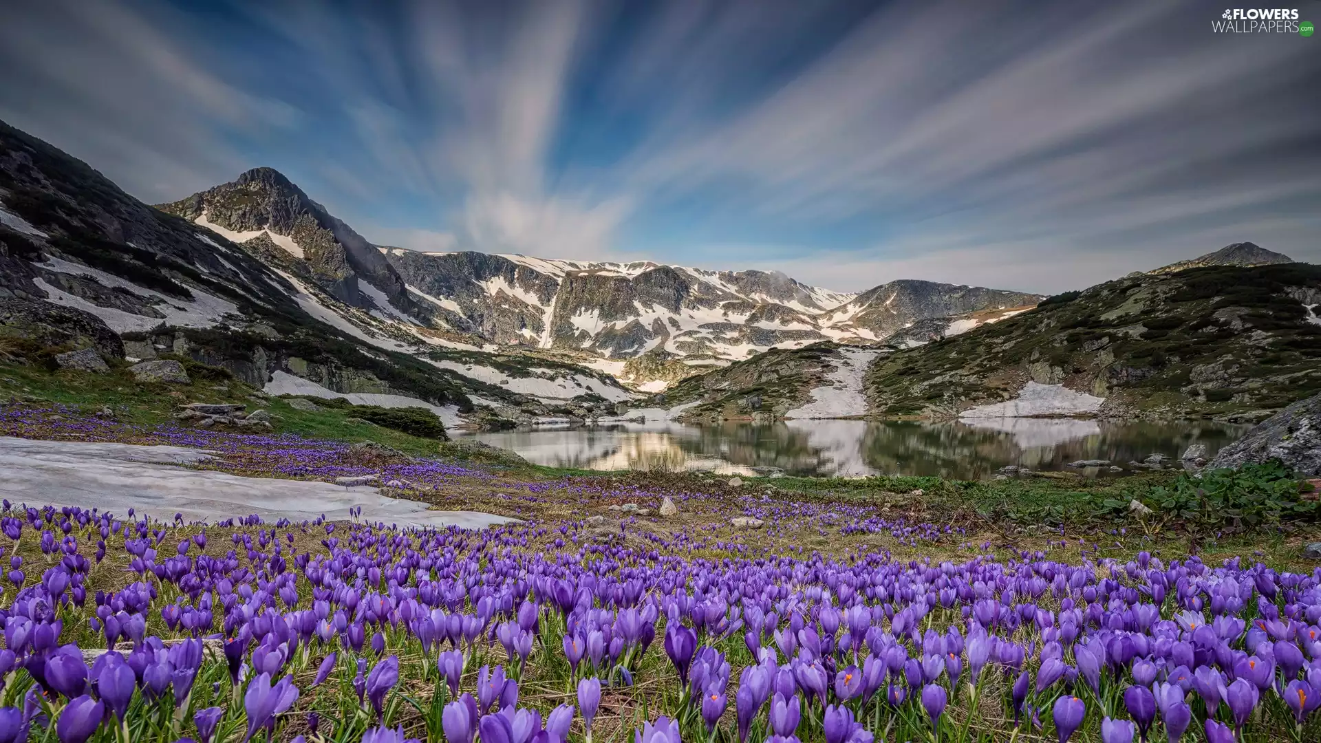 purple, crocuses, Mountains, lake, Spring