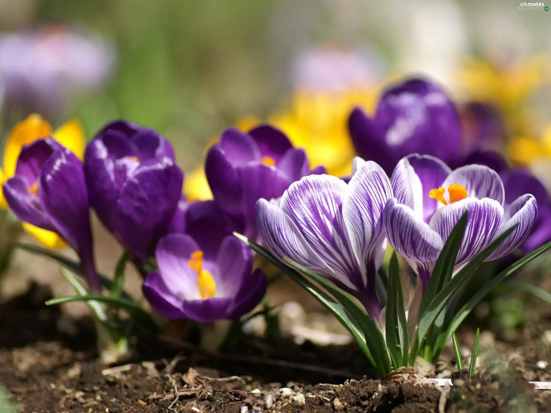 crocuses, Yellow, Spring, purple