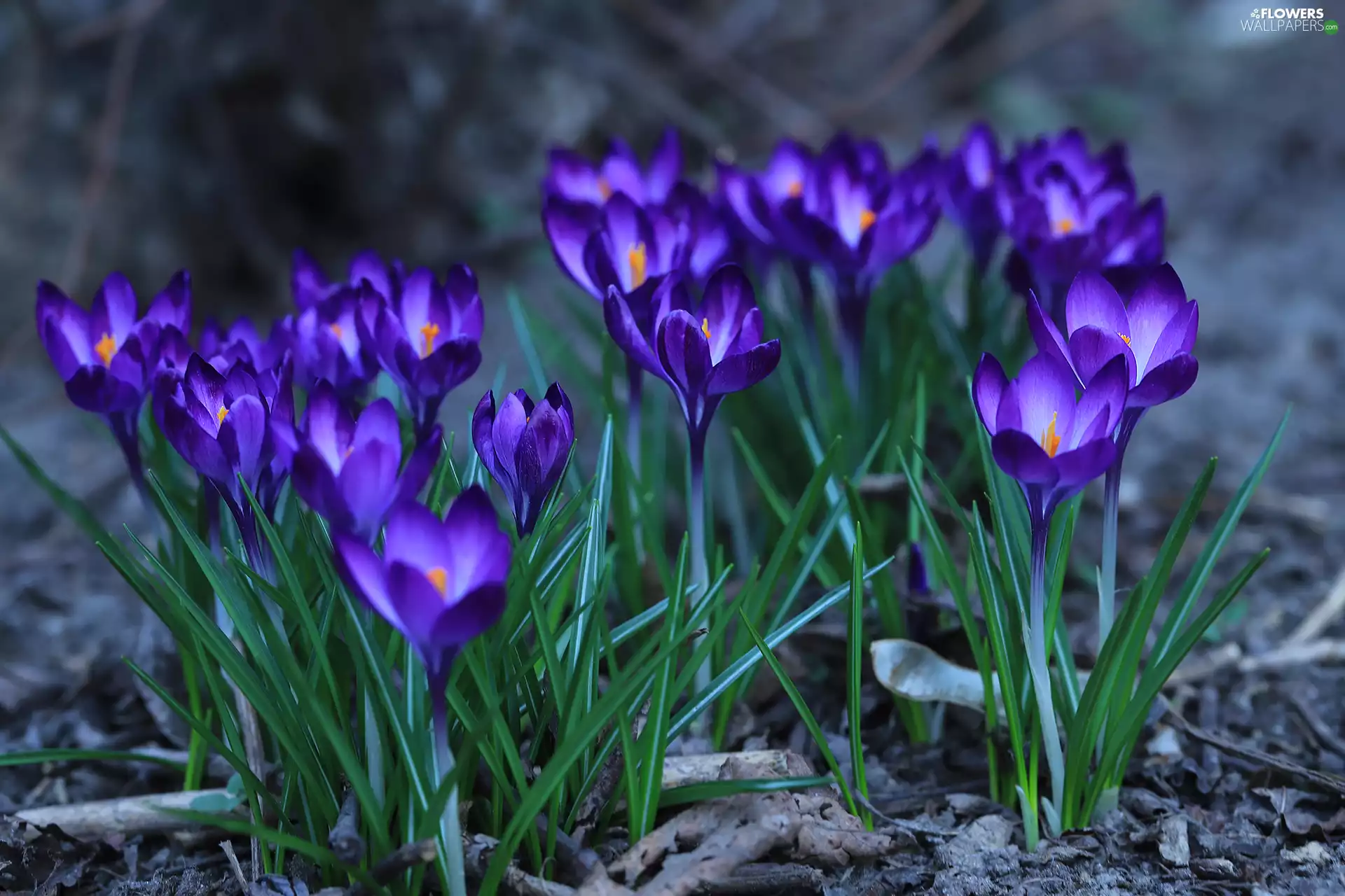 crocuses, Flowers, Tufts, purple