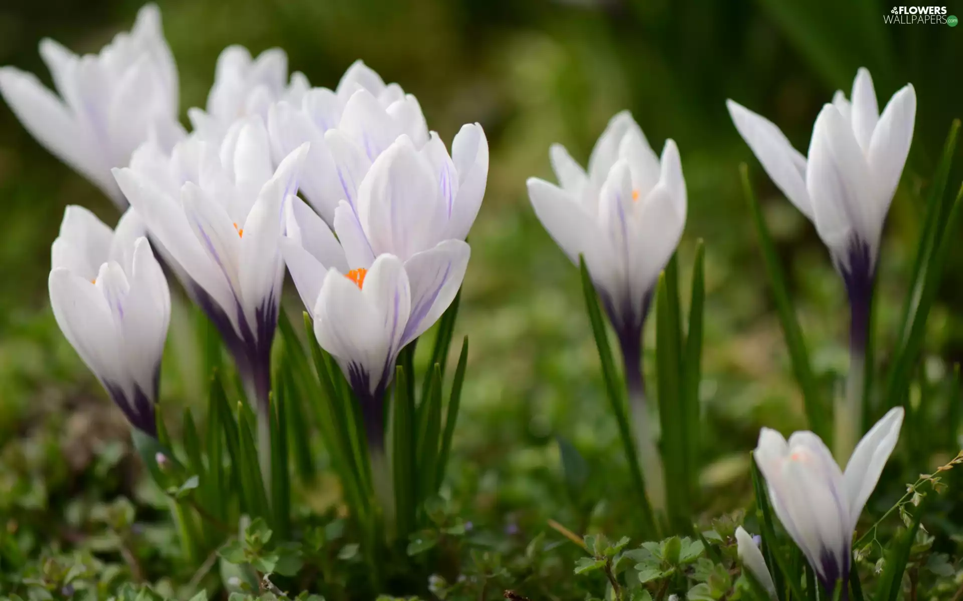 crocuses, Flowers, White-Purple