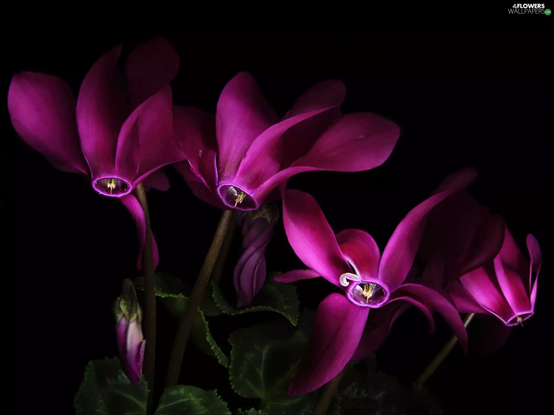 purple, Cyclamen