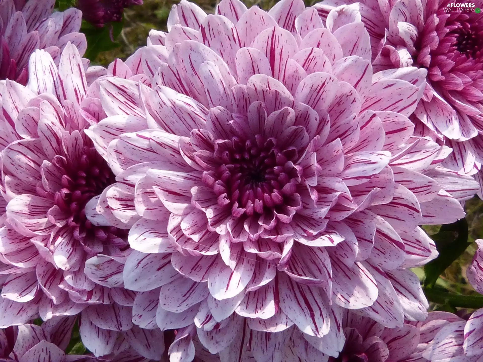purple, dahlias
