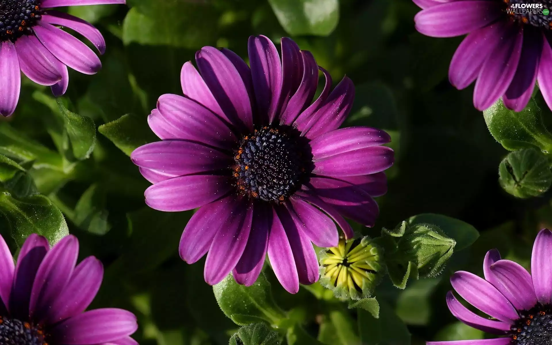 purple, African Daisies
