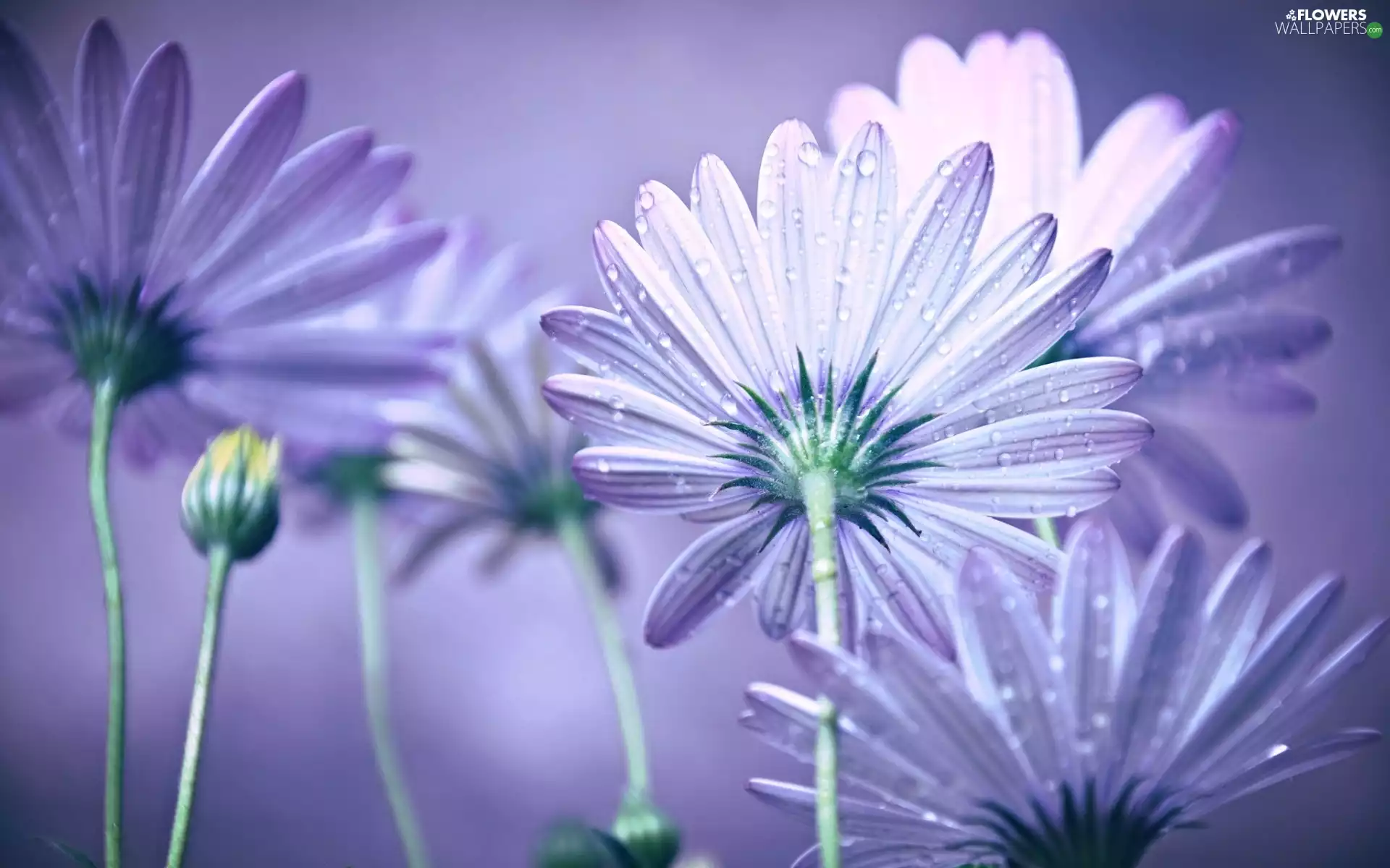 purple, Flowers, daisies