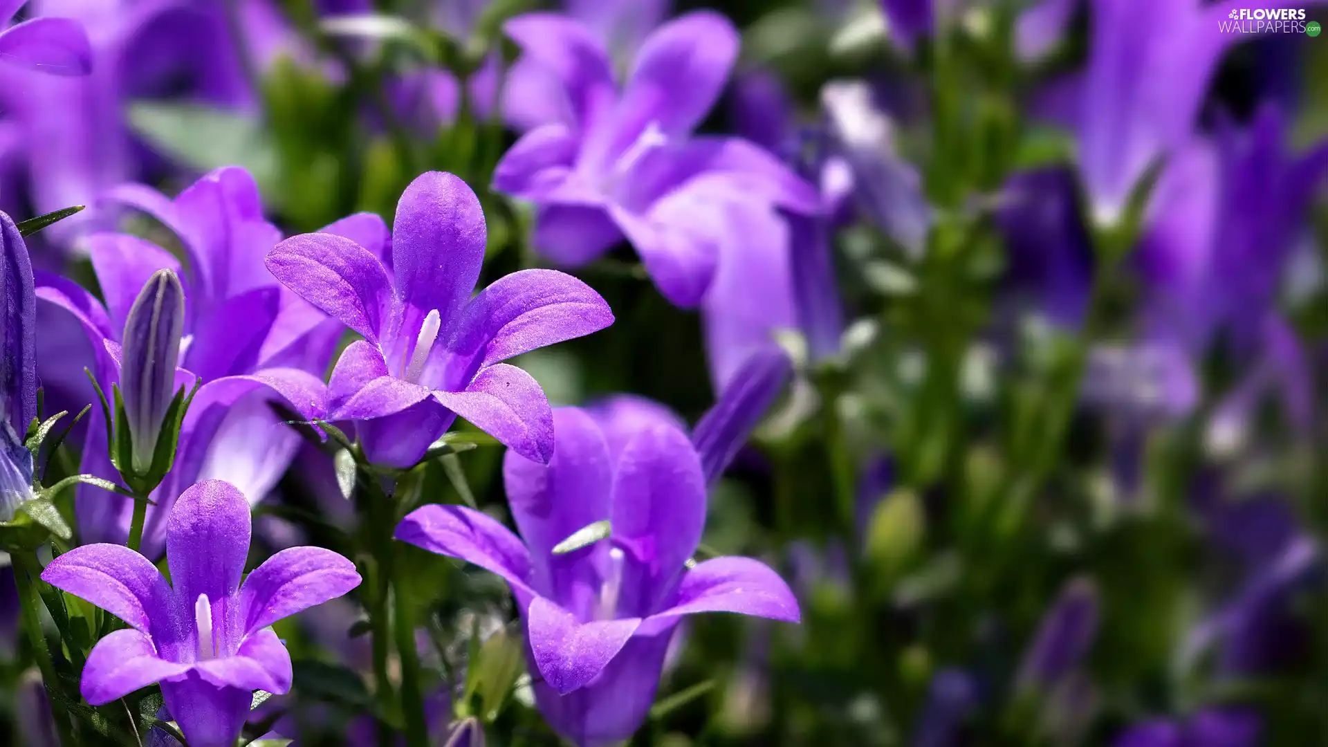 Dalmatian bellflower, Flowers, purple