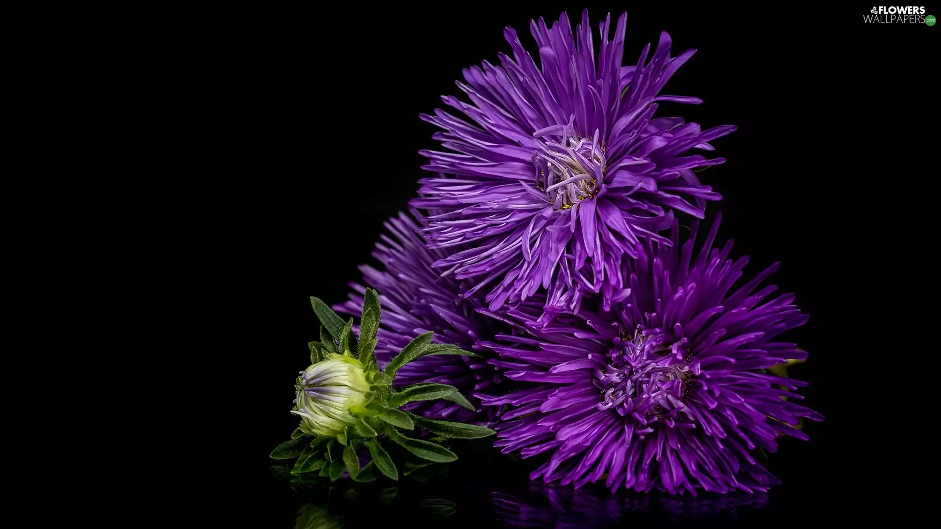 Flowers, purple, Dark Background, Astra