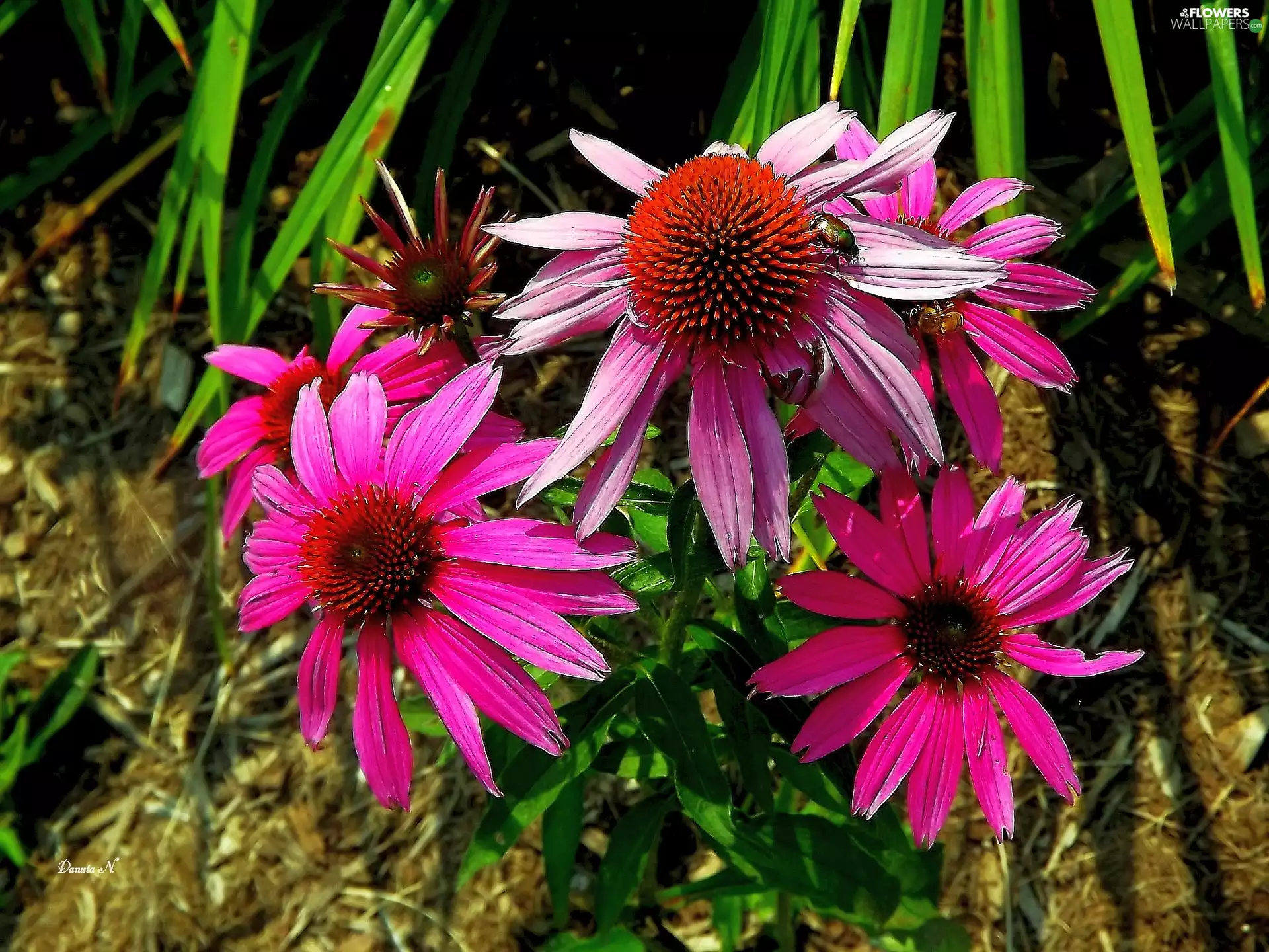 echinacea, summer, Leaf, Purple