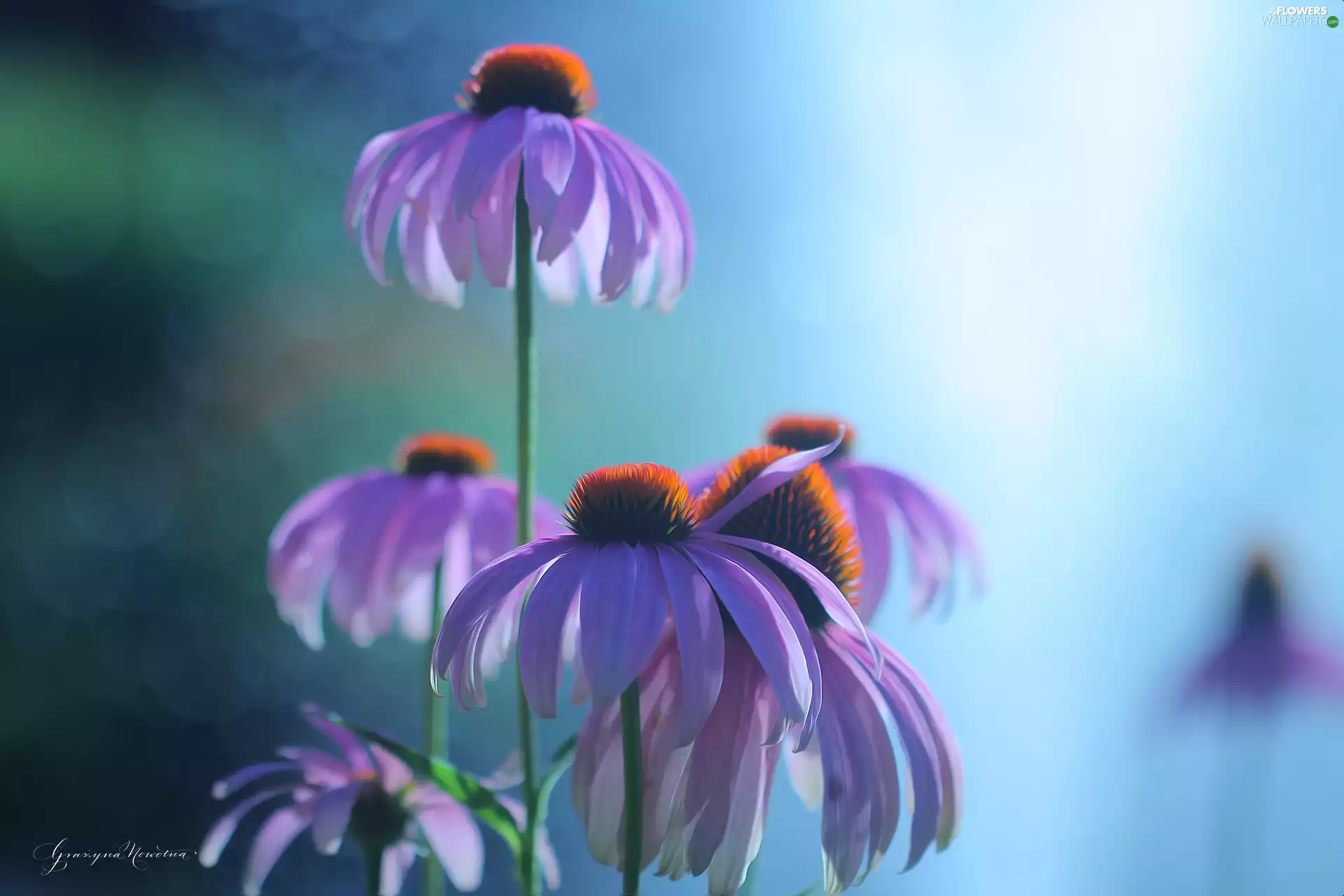 purple, echinacea