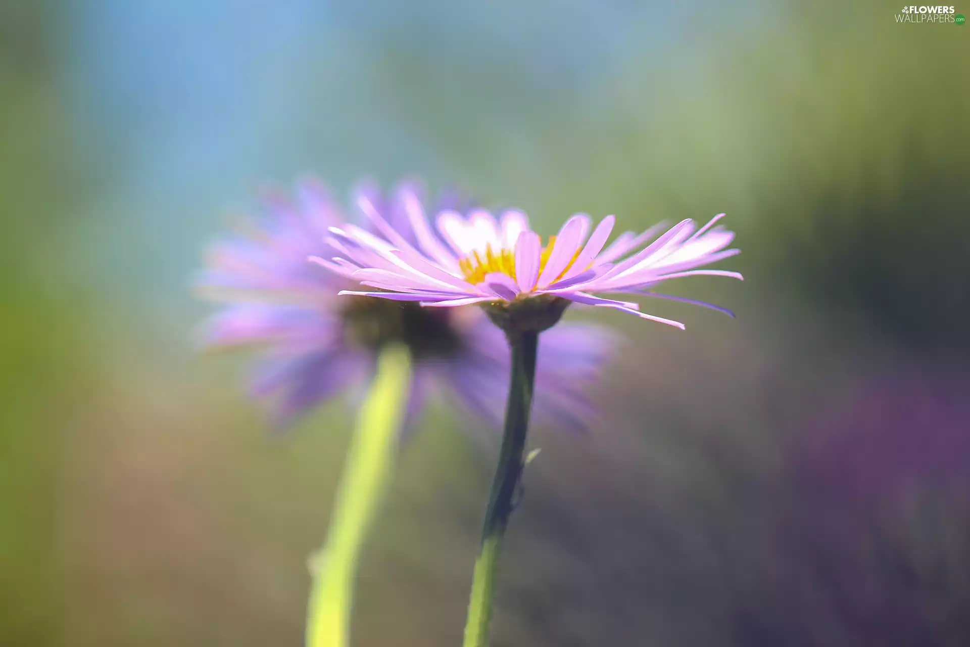 Flowers, Astra alpine, purple