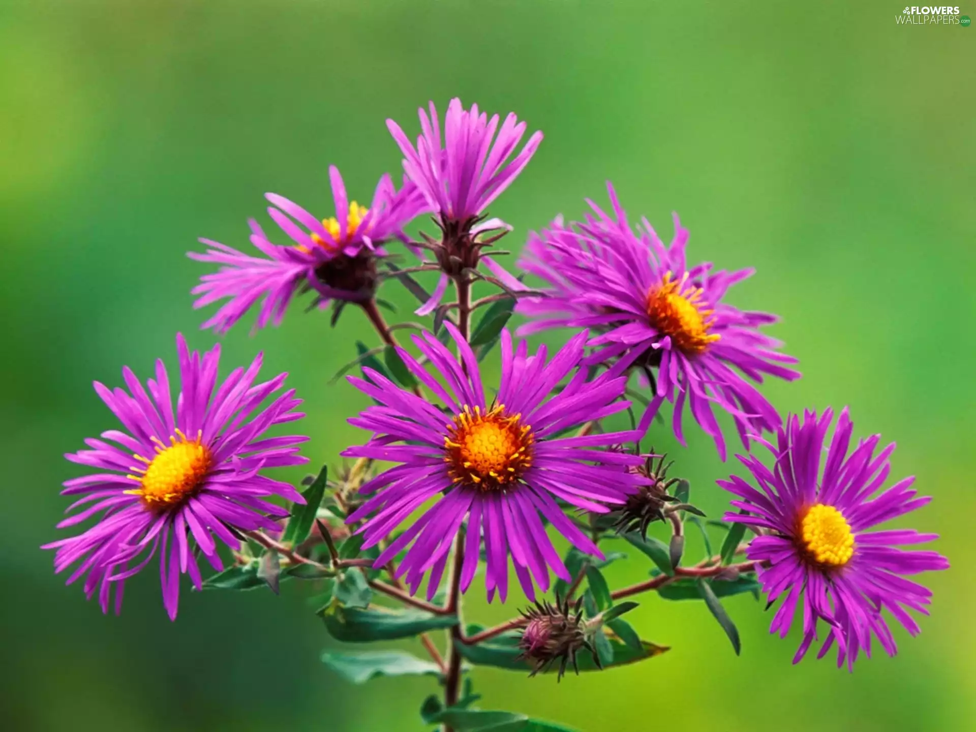 Flowers, flourishing, Astra, purple