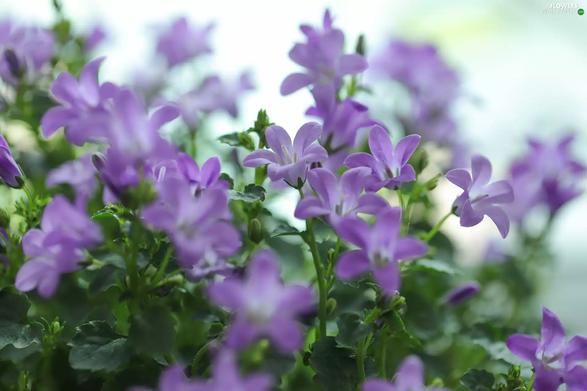 Flowers, Dalmatian bellflower, purple