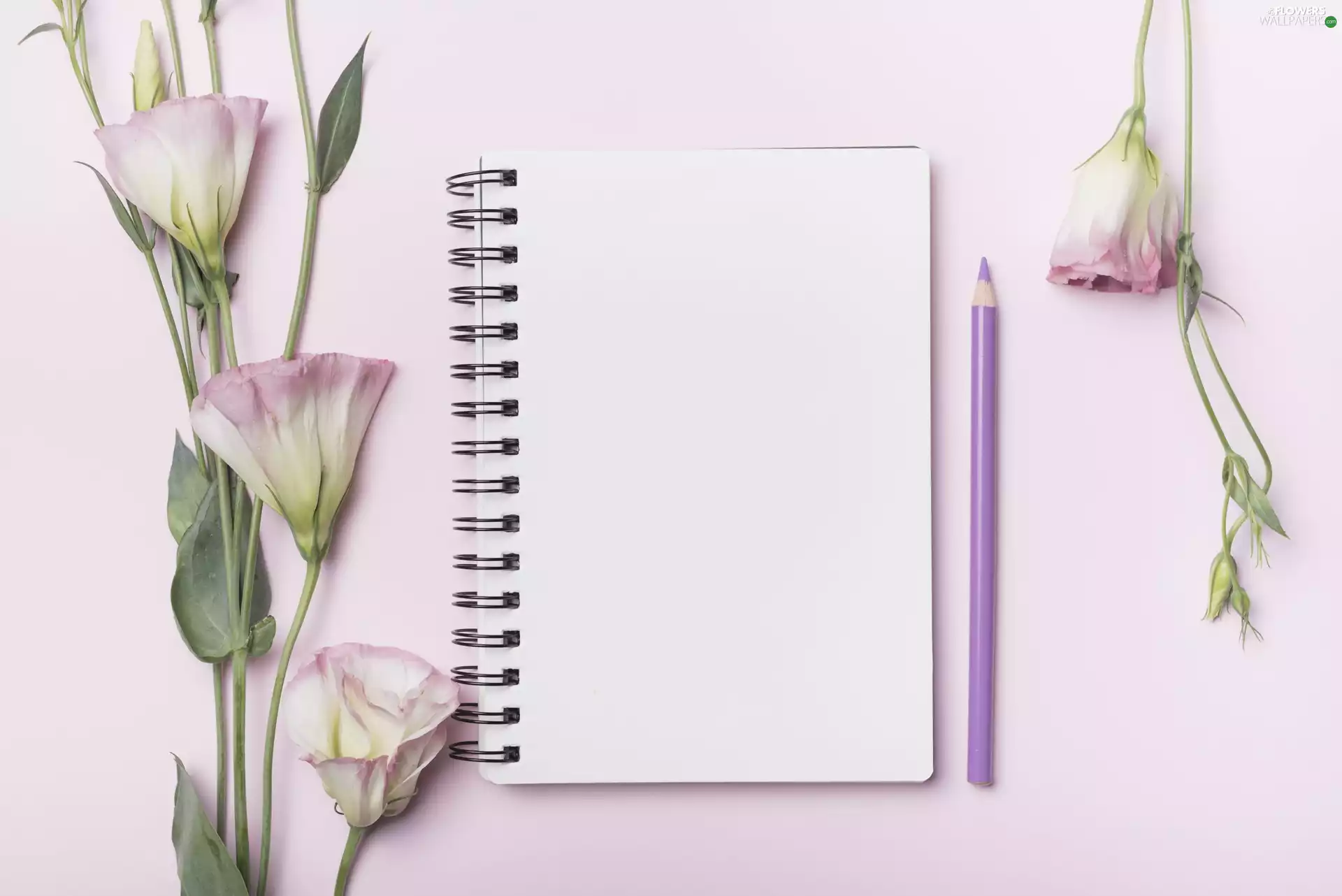 note-book, Flowers, purple, background, chalk, Eustoma