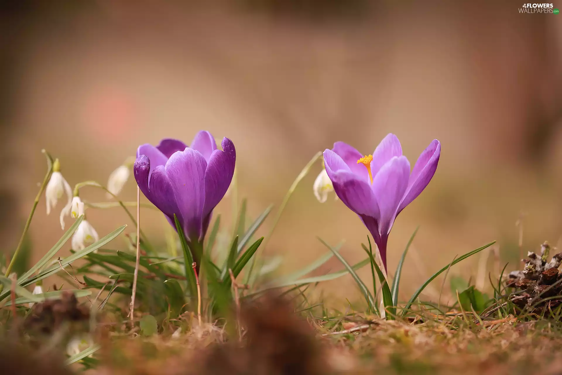 crocuses, purple, Flowers, Two cars