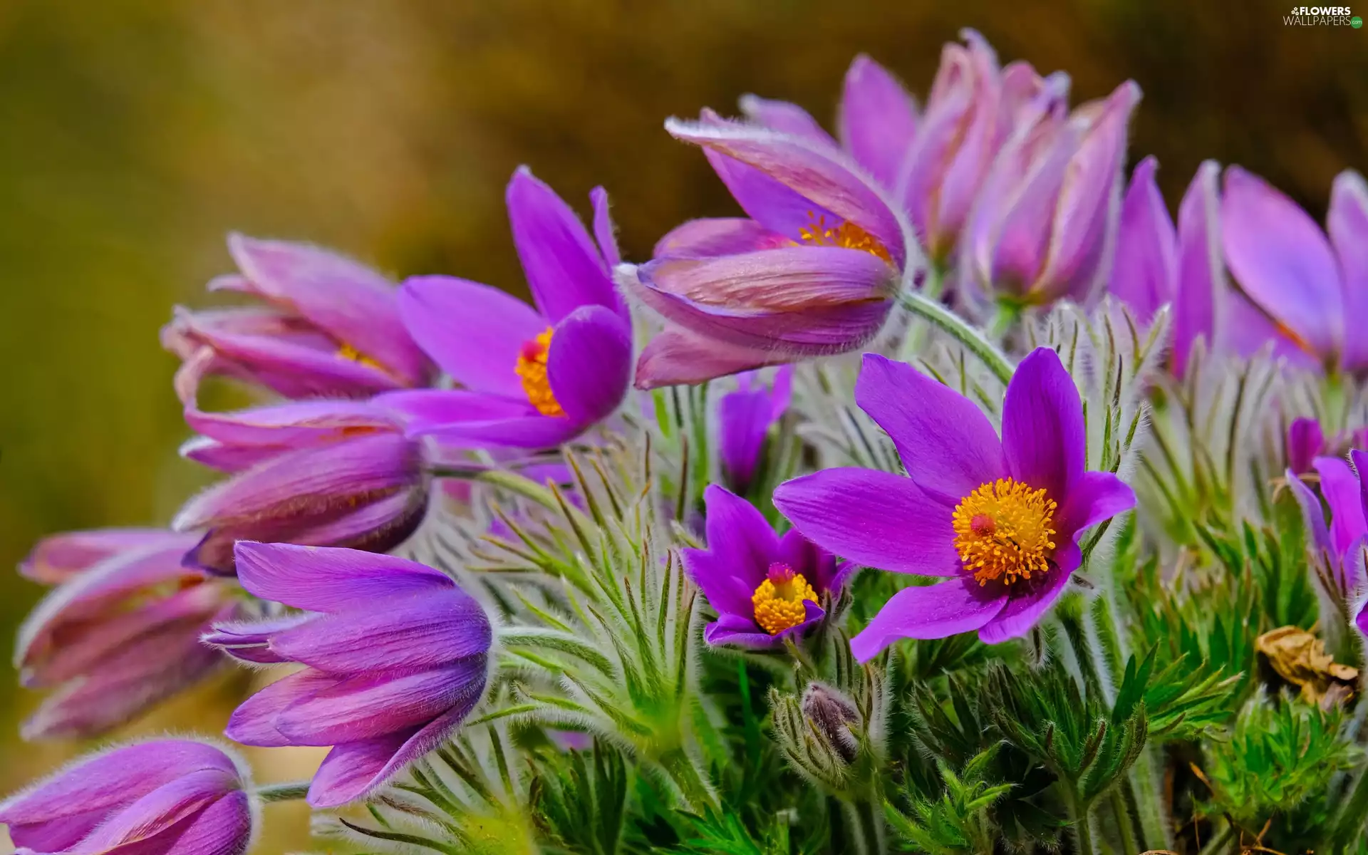 Flowers, pasque, clump, purple