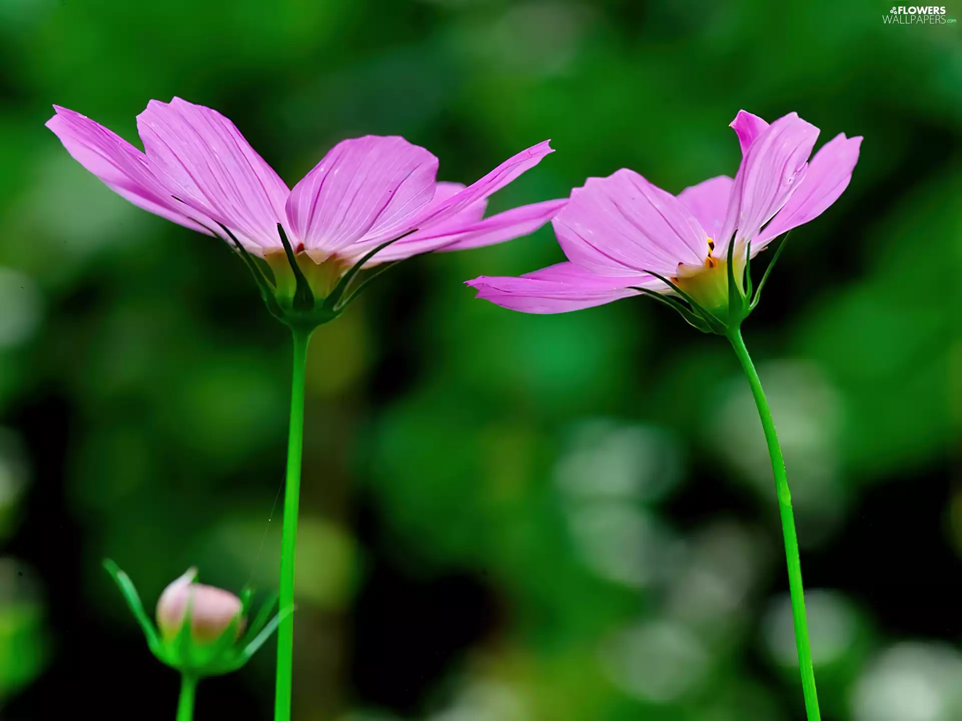 Flowers, flakes, Cosmos, purple