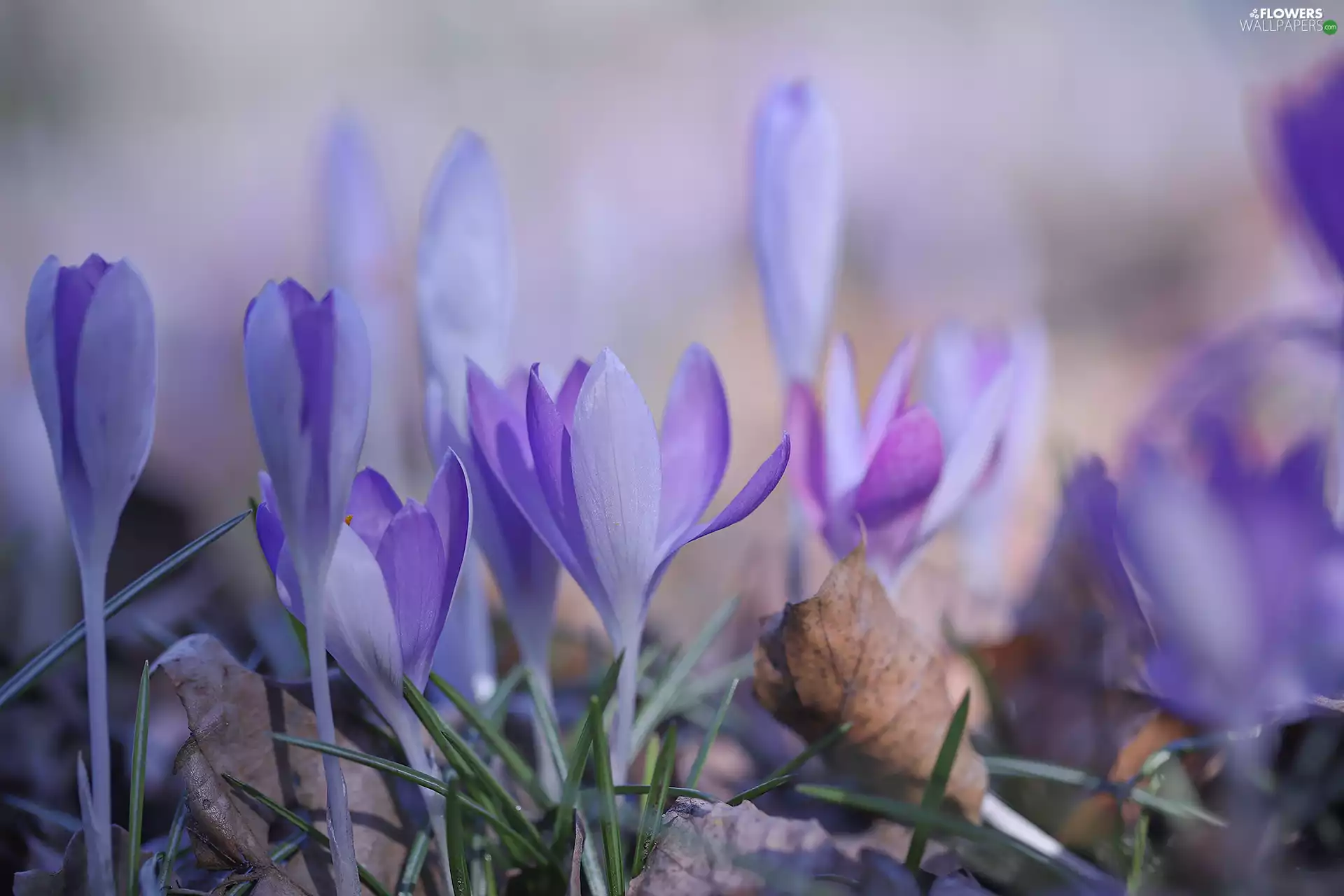 Light Purple, Flowers, Spring, crocuses