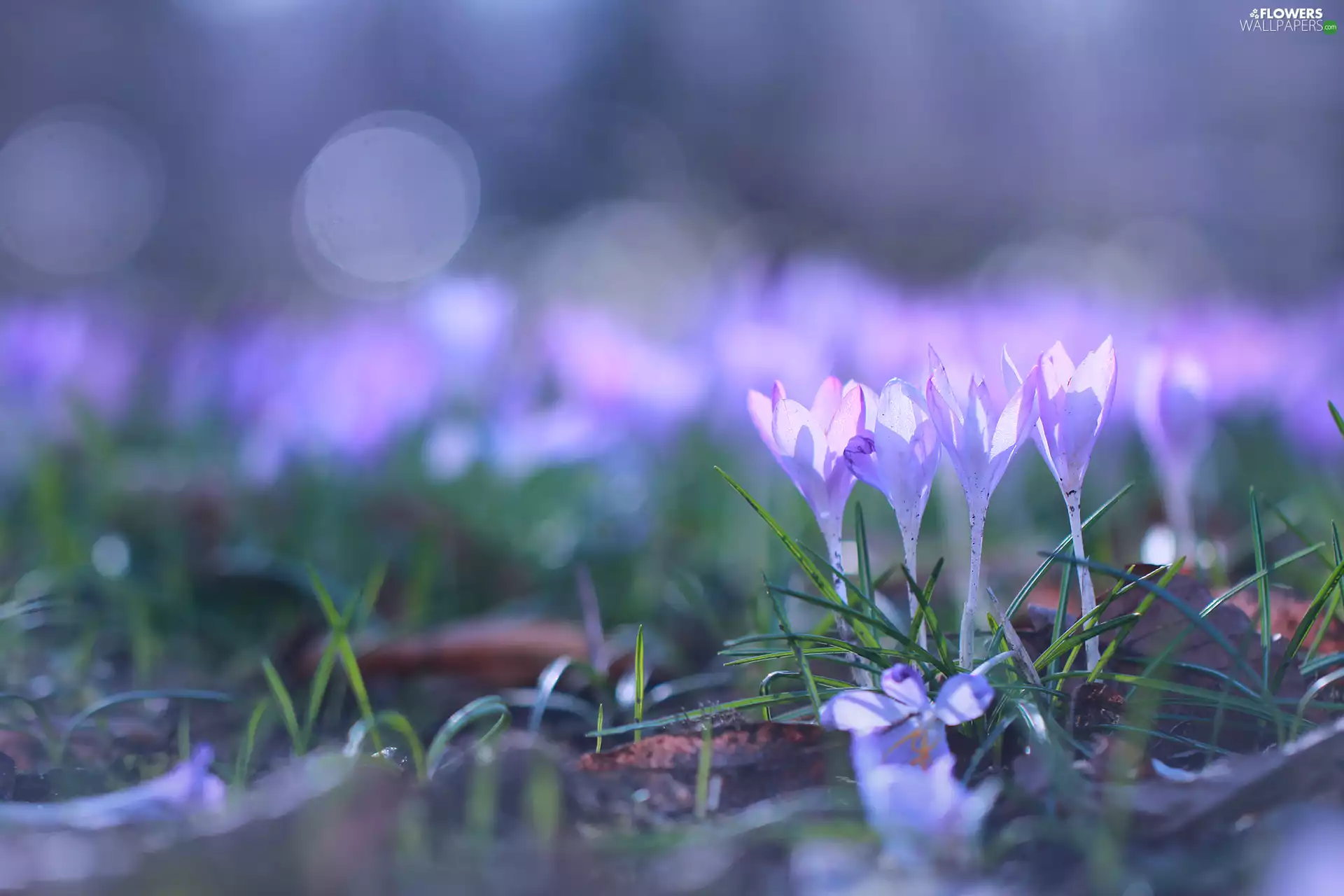 purple, crocuses, Flowers