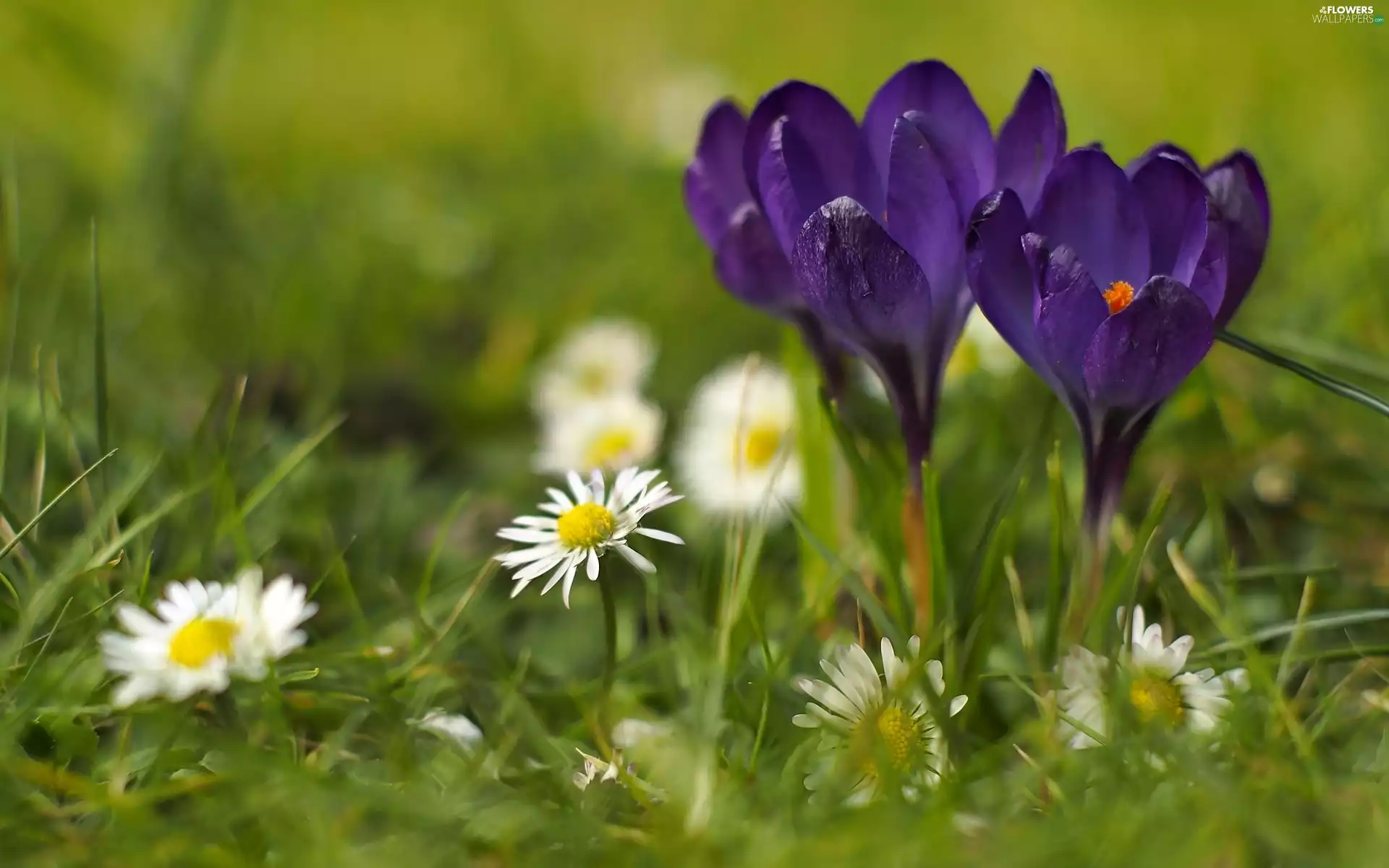 Flowers, crocuses, daisy, purple