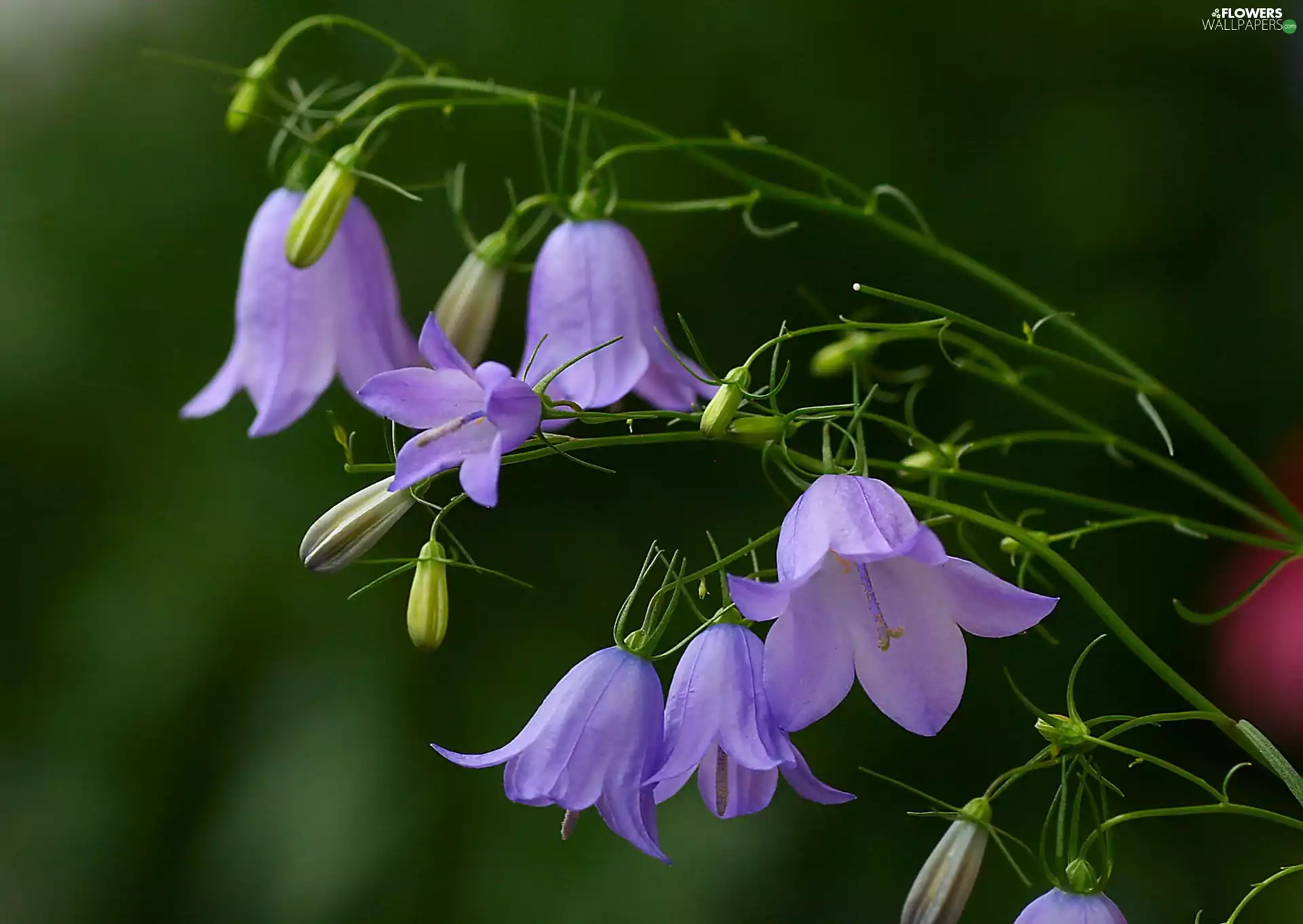 Flowers, ringtones, donuts, purple