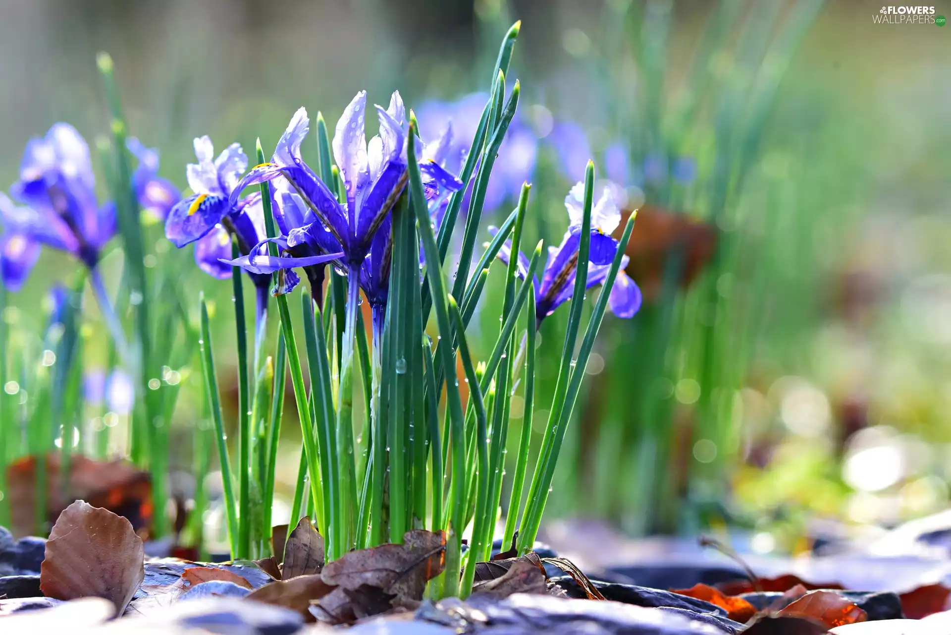 Flowers, Irises, drops, purple