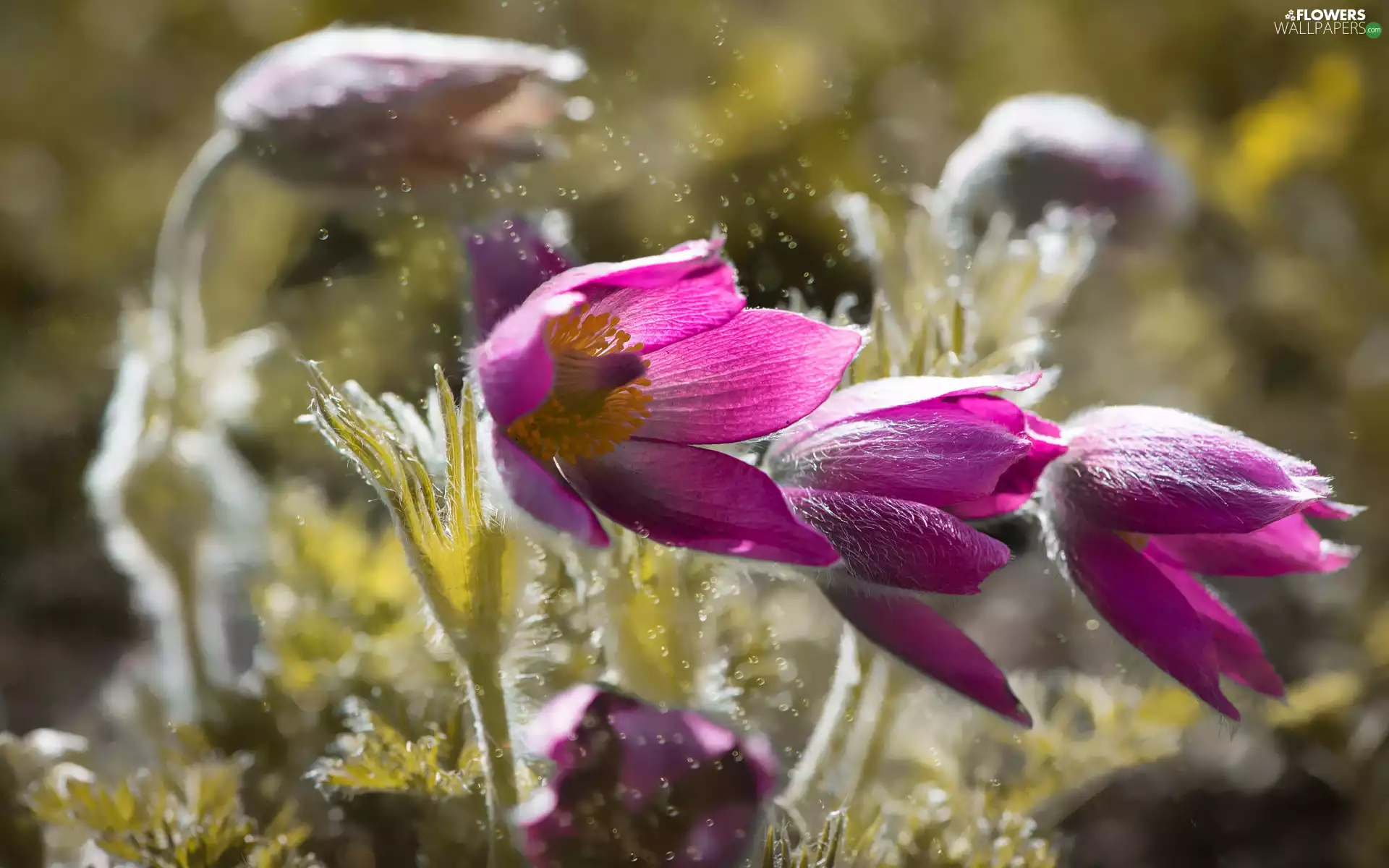Flowers, pasque, drops, purple