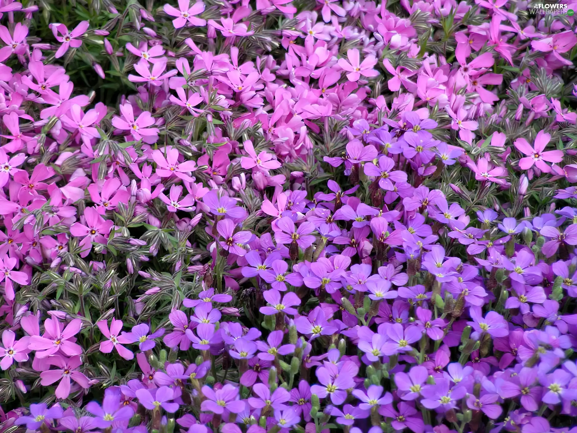 Flowers, Żagwin garden, purple