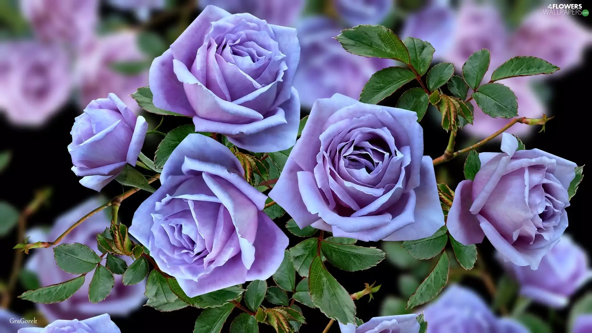 Flowers, roses, graphics, purple