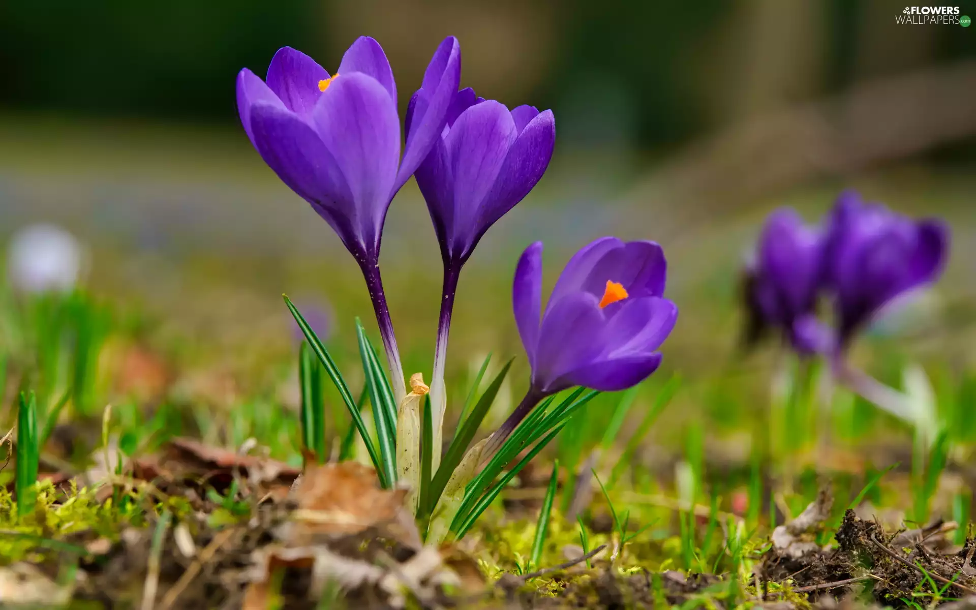 Flowers, crocuses, grass, purple