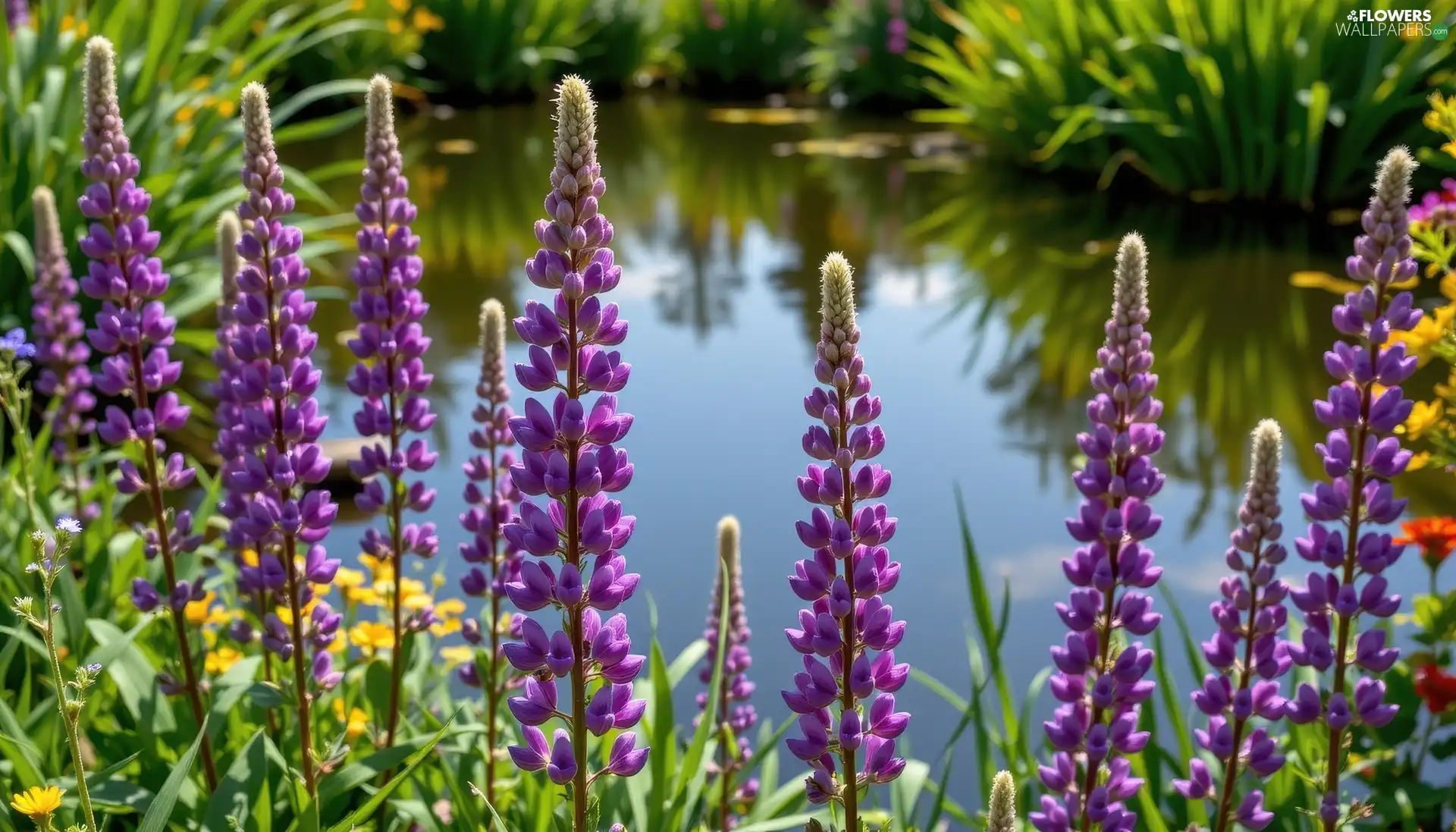 Pond - car, grass, purple, lupins, Flowers