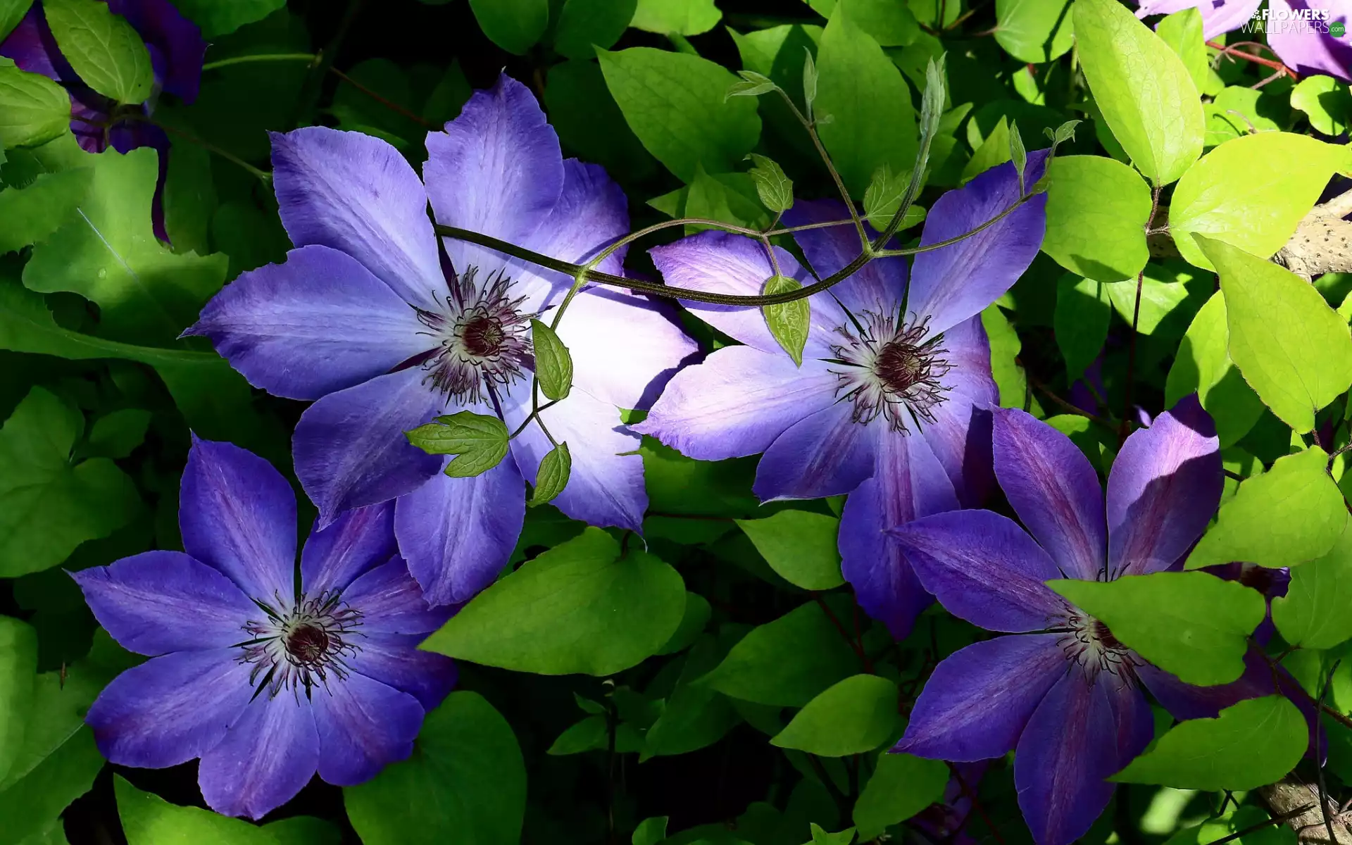 Flowers, Clematis, Leaf, purple