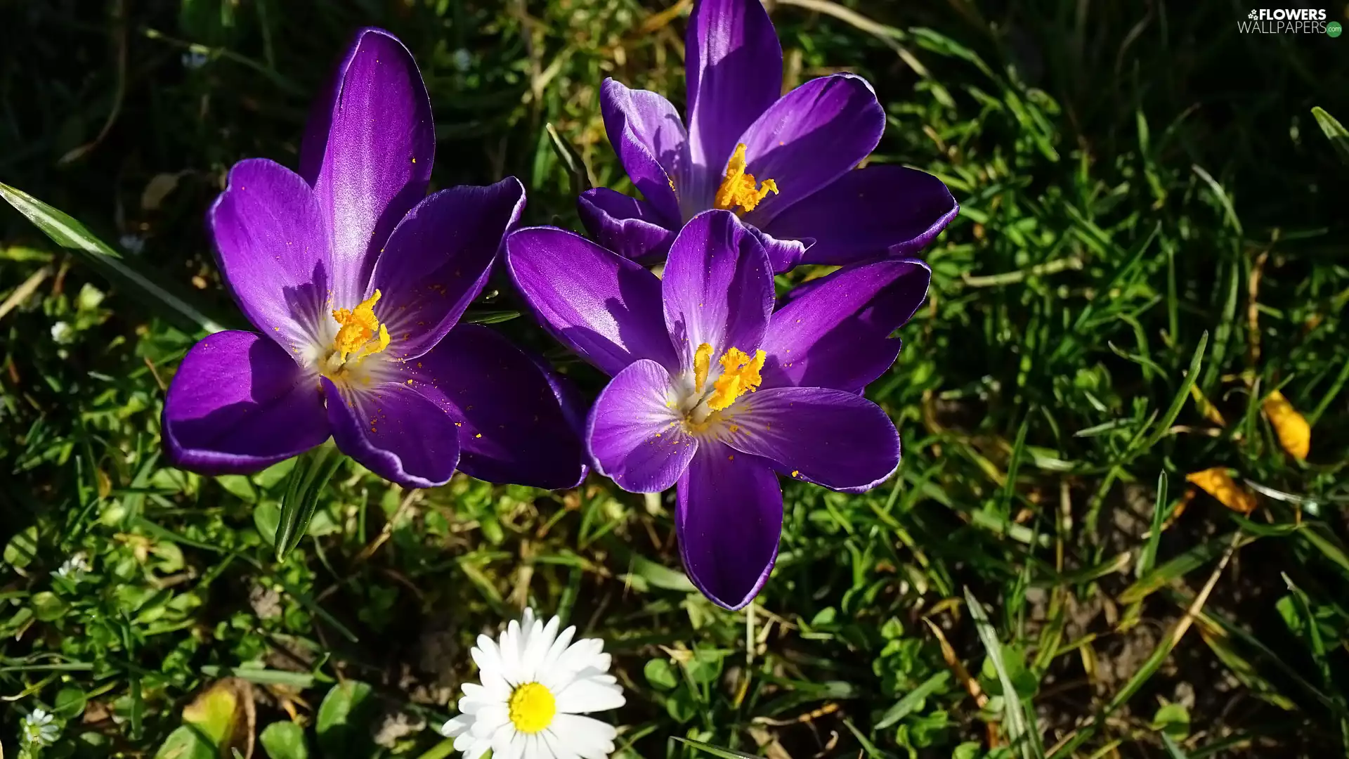 Flowers, crocuses, Leaf, purple