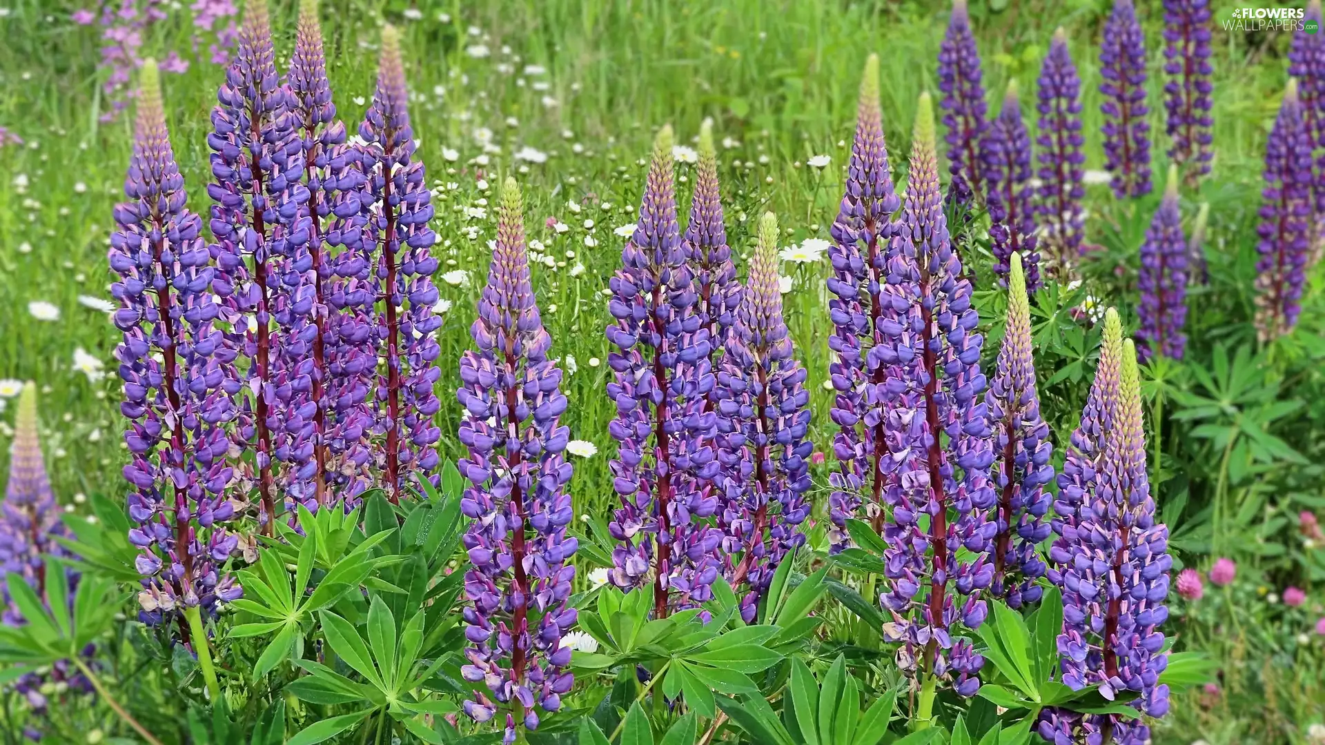 Flowers, lupins, Leaf, purple
