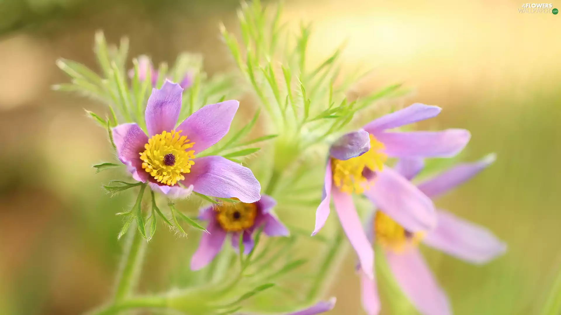 Flowers, pasque, Light Purple