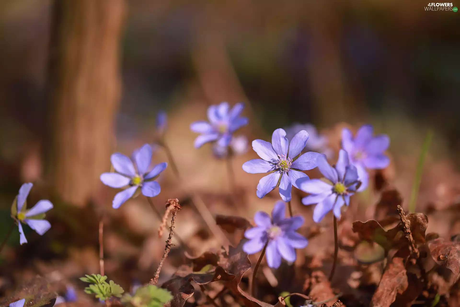 purple, Liverworts, Flowers
