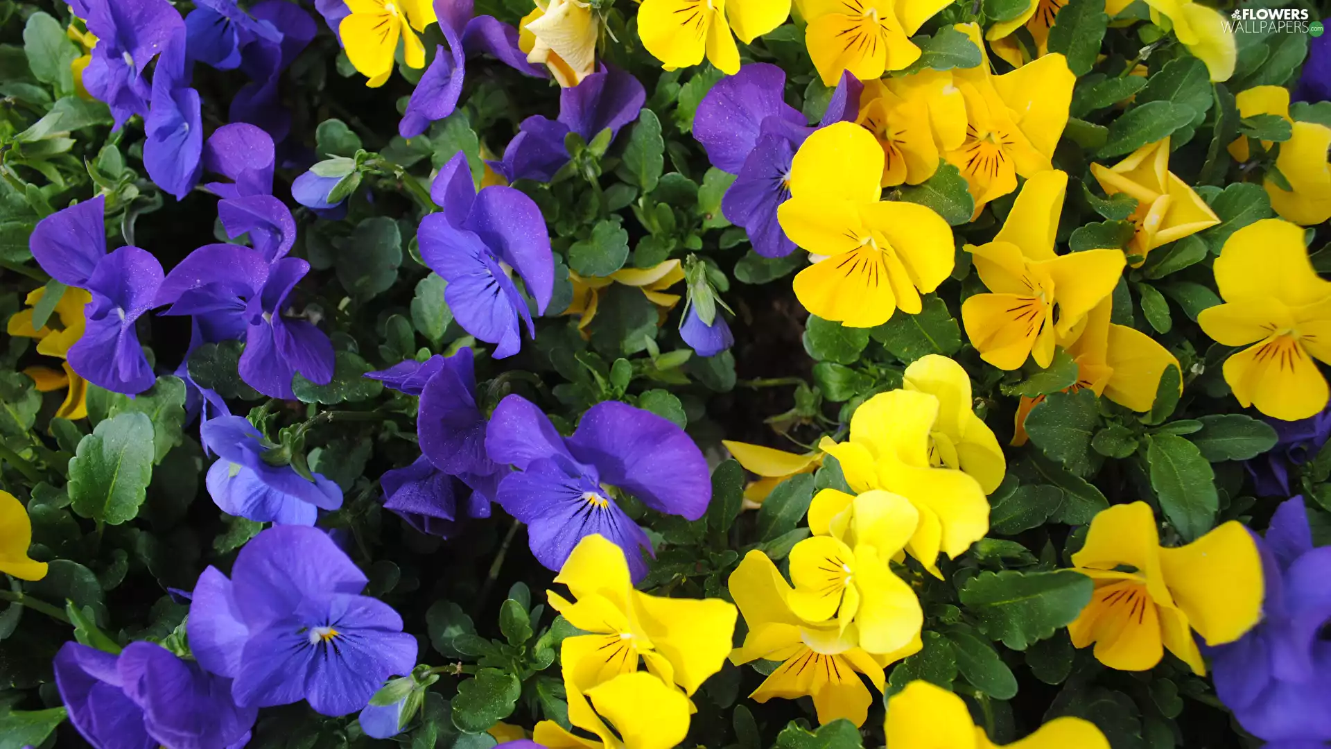 Flowers, Yellow, pansies, purple
