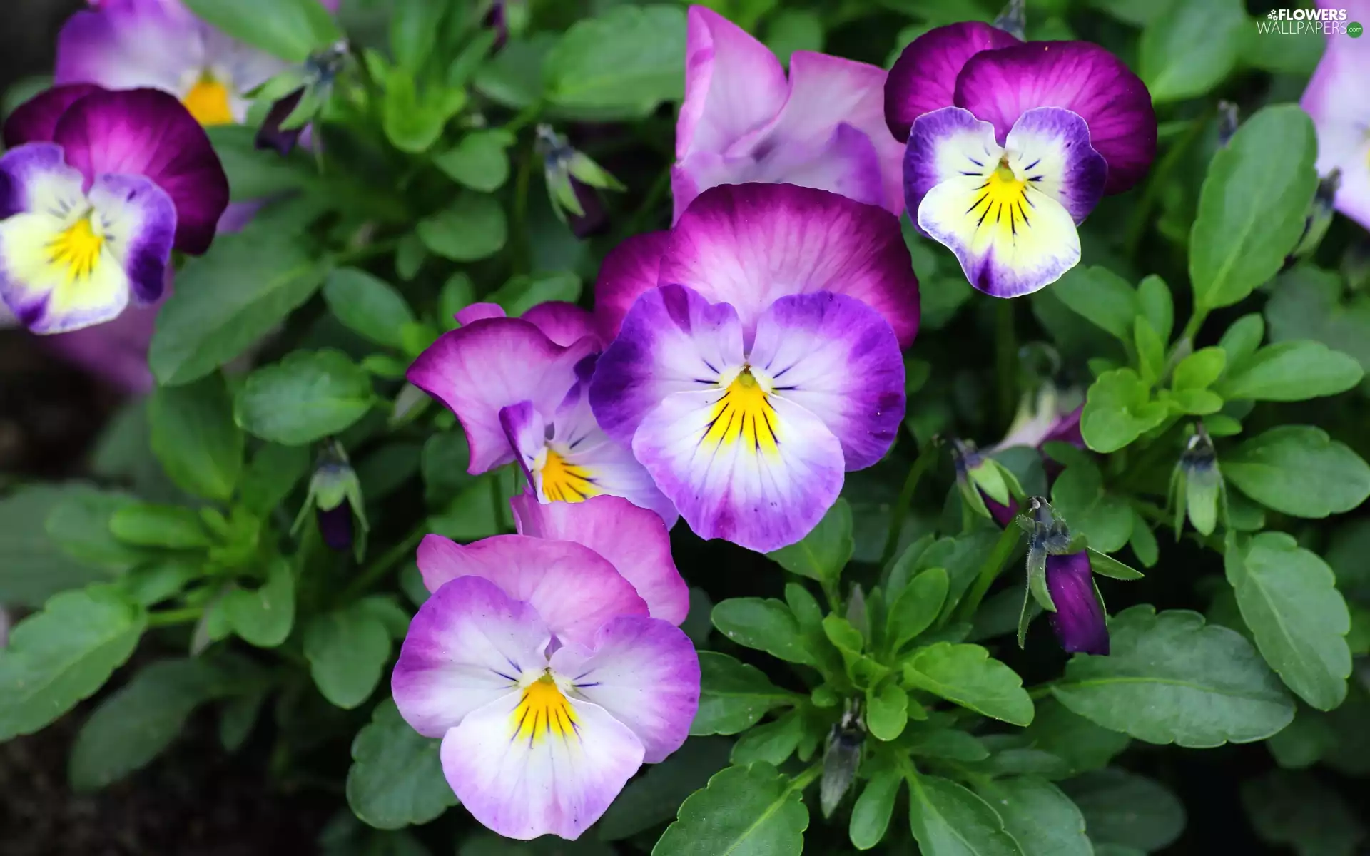 purple, pansies, Flowers