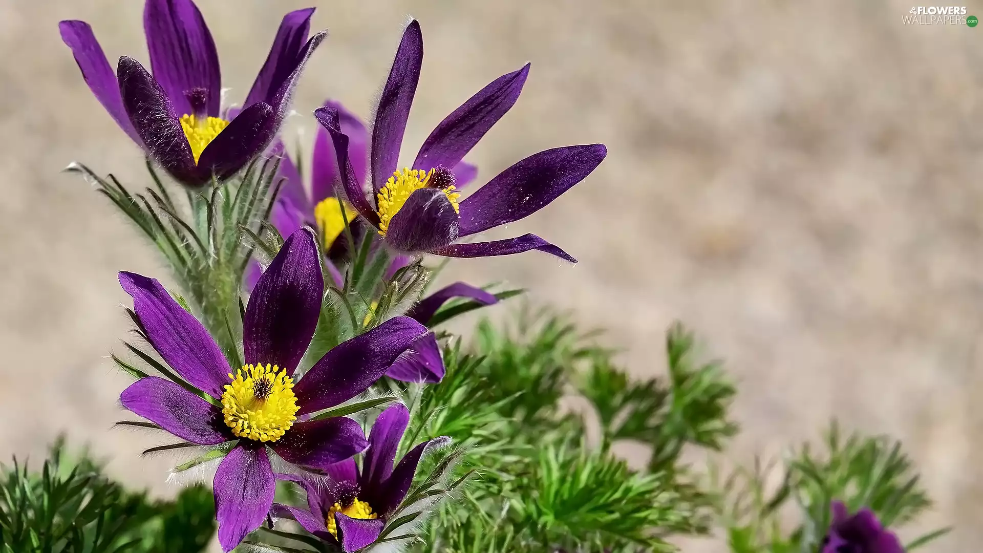 Flowers, bloom, pasque, purple