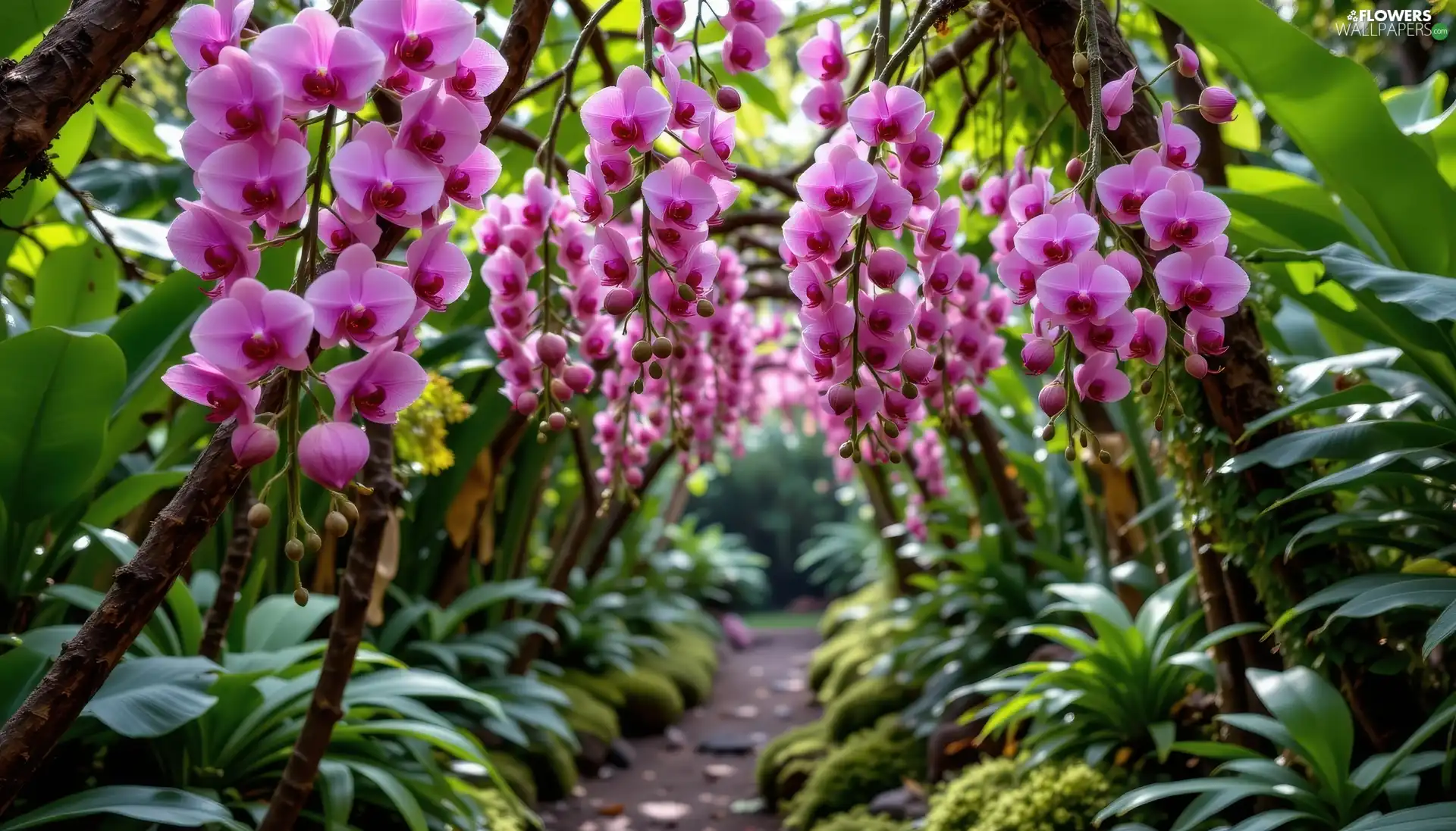 Flowers, orchids, Path, purple
