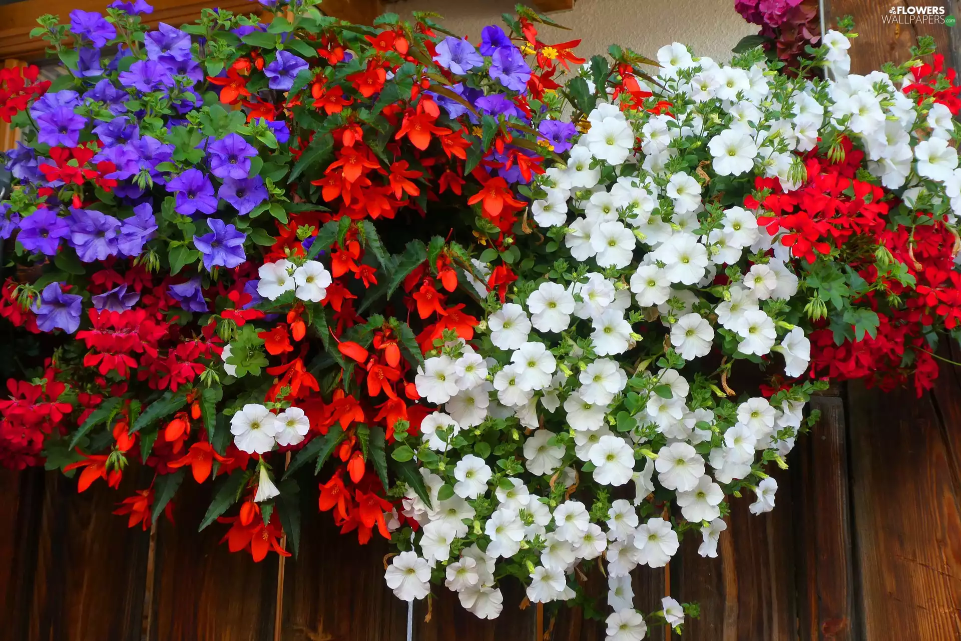 Flowers, White, petunias, purple