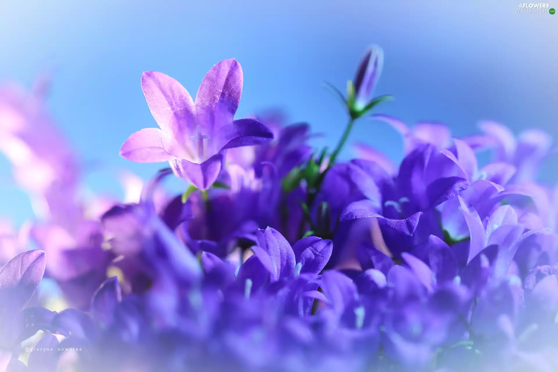 Flowers, Campanula Portenschlagiana, purple