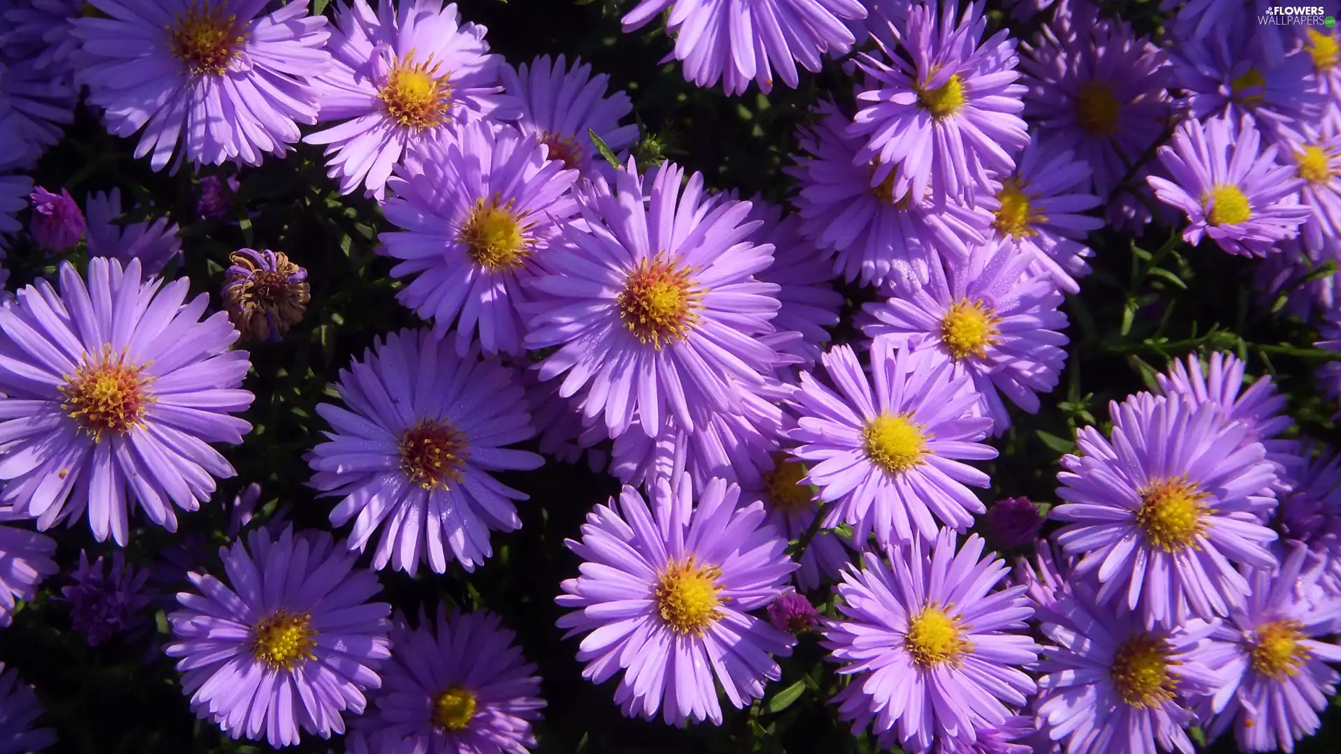 Flowers, Aster, rapprochement, purple