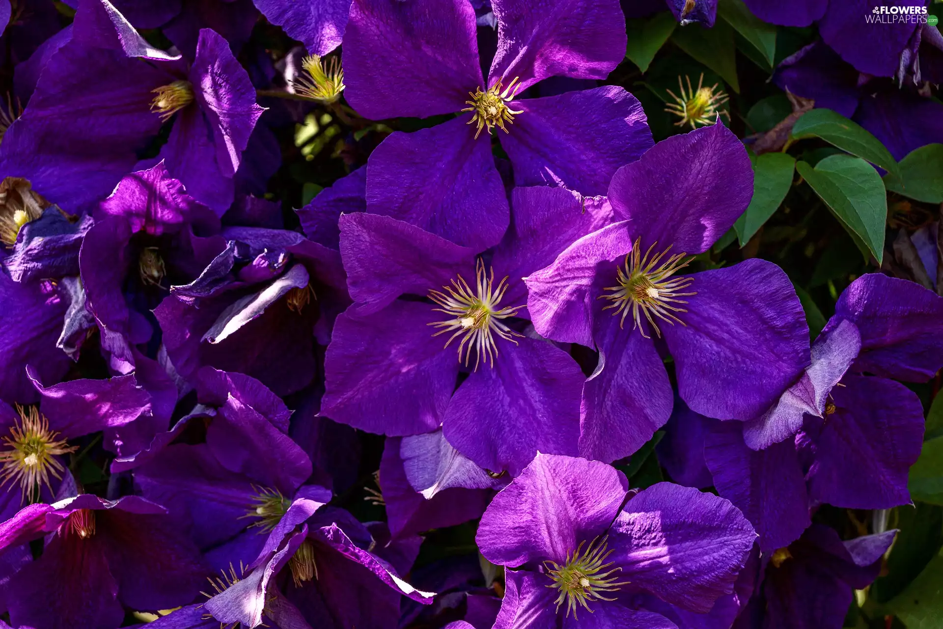 Flowers, Clematis, rapprochement, purple