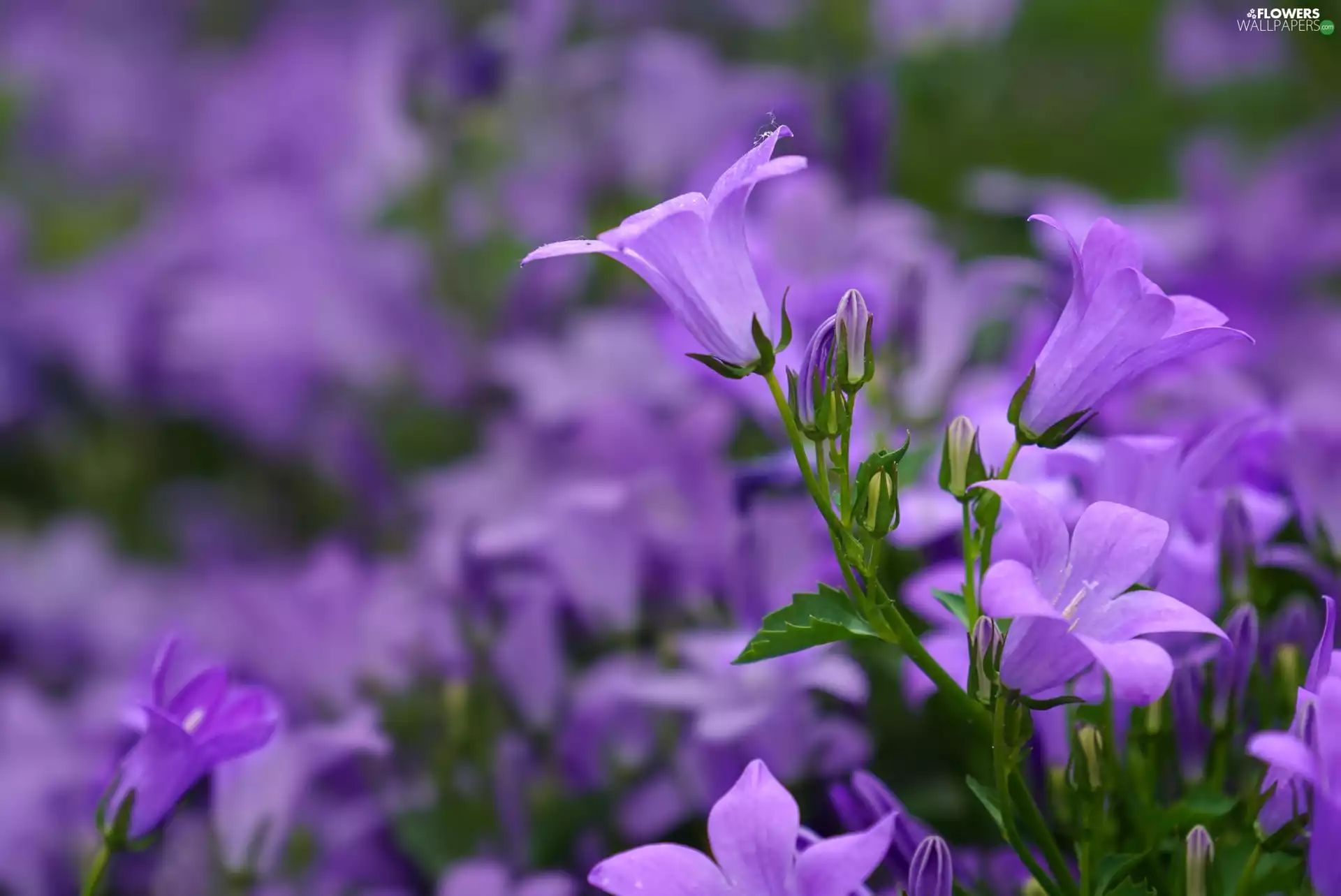 Flowers, ringtones, rapprochement, purple