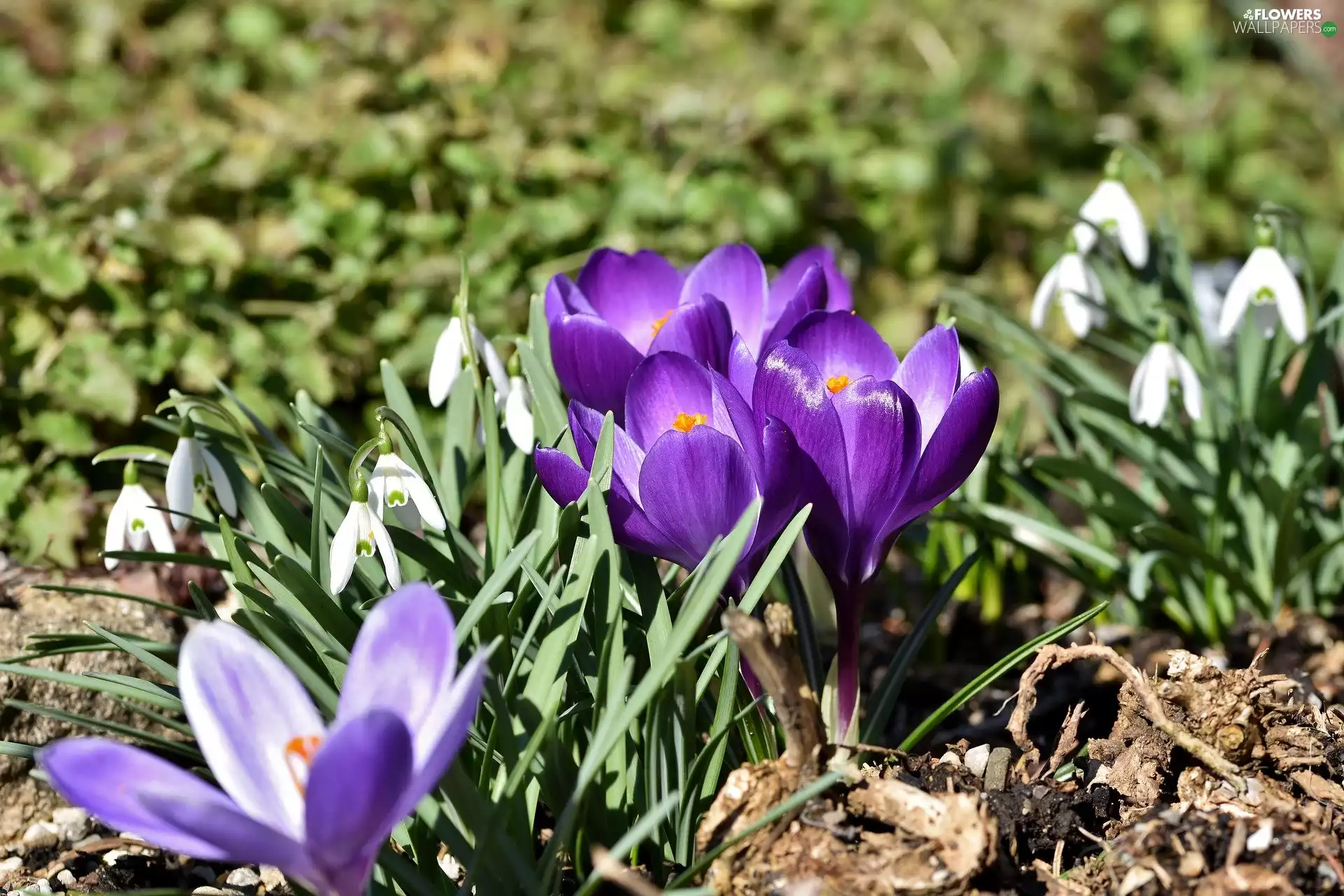 Flowers, crocuses, snowdrops, purple
