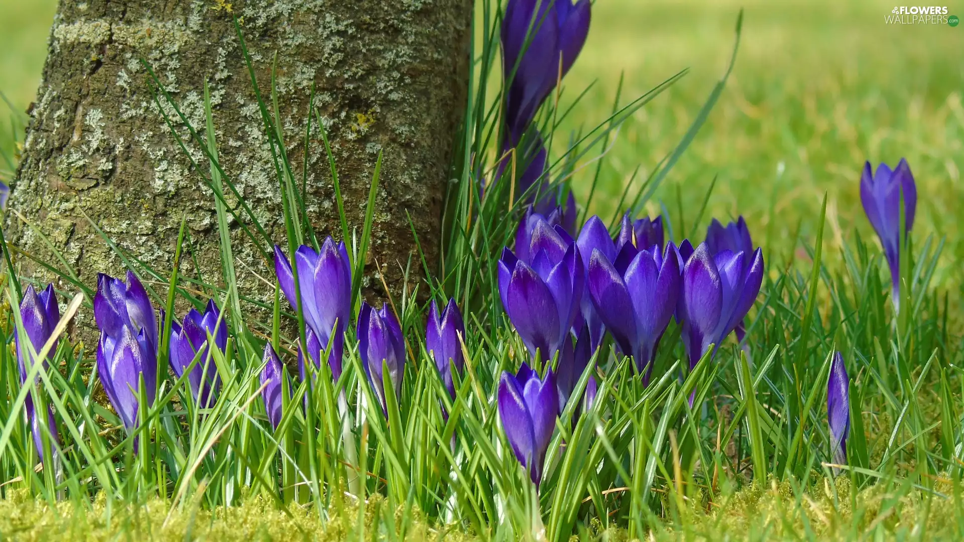 Flowers, crocuses, trees, purple