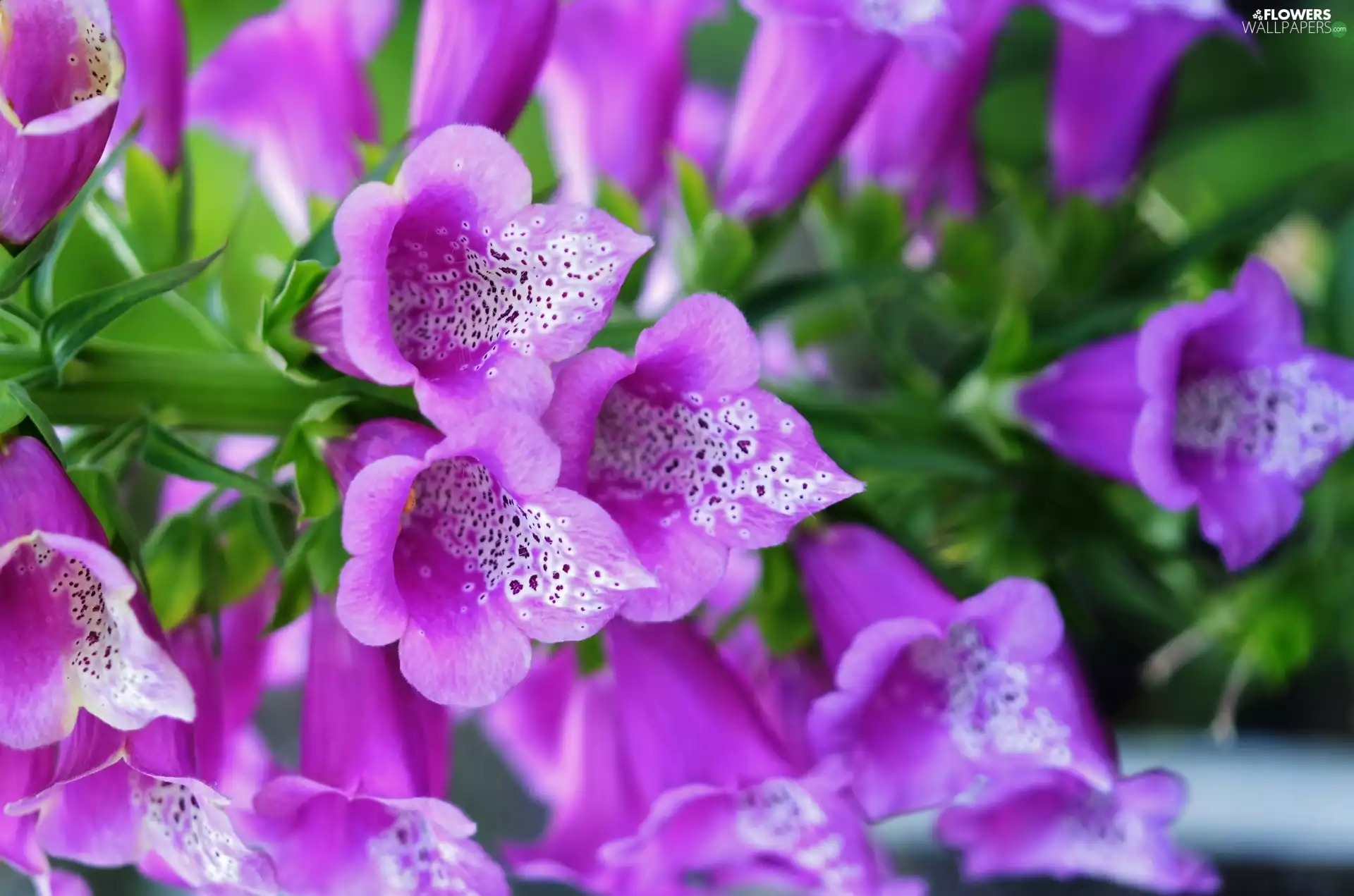 Close, Purple Foxglove, Colourfull Flowers