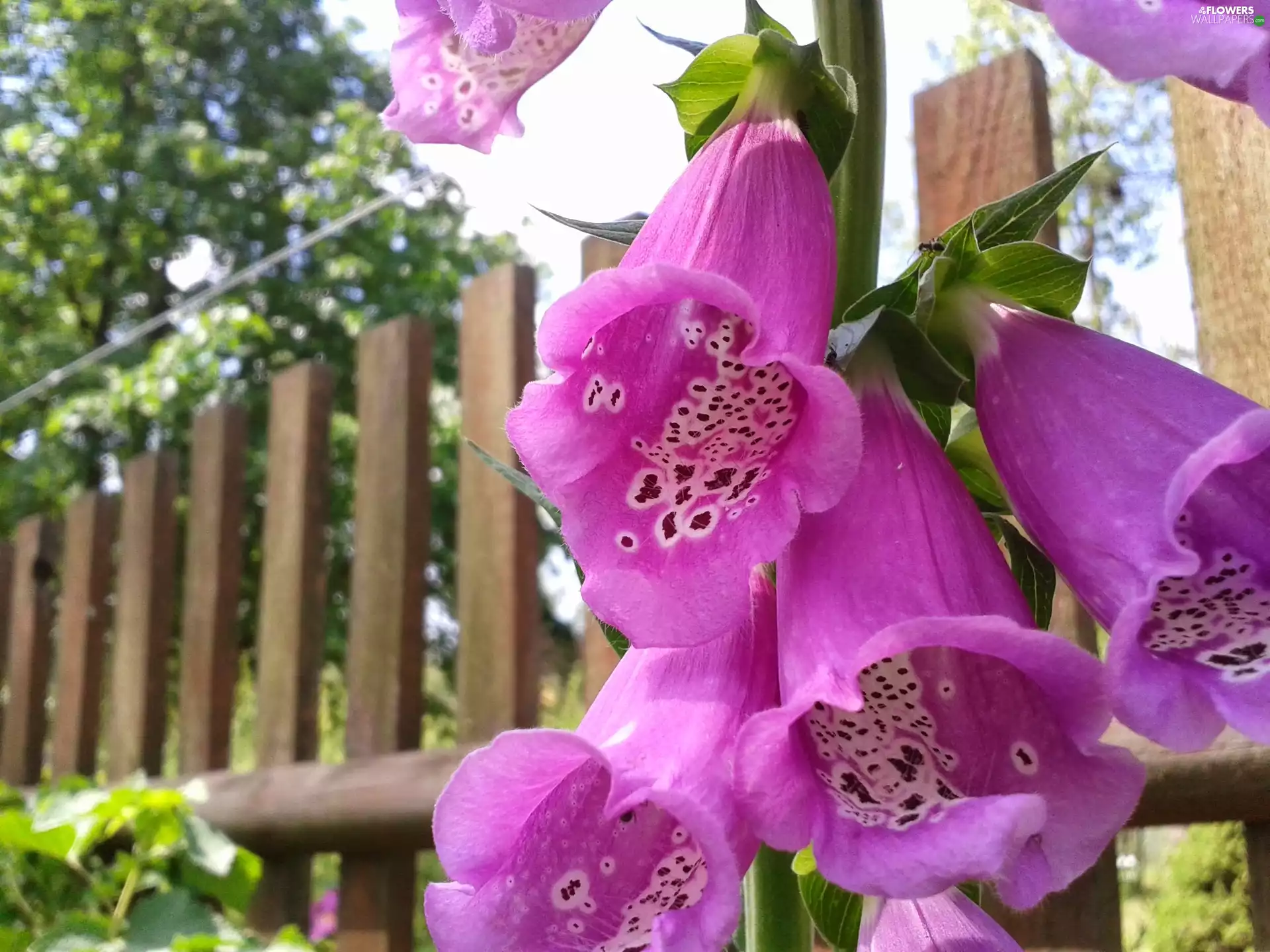 foxglove, Fance, wooden, Purple