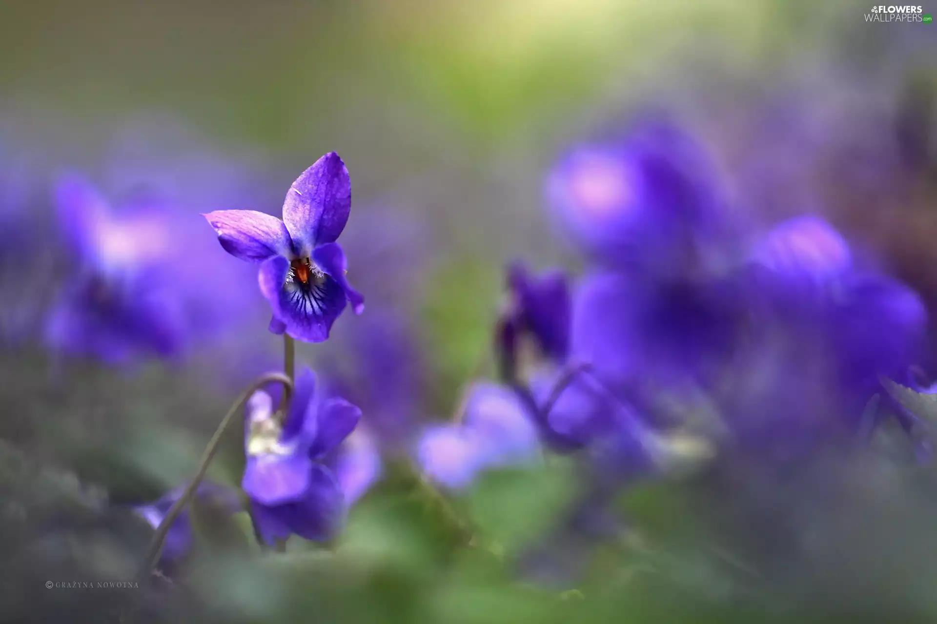 Flowers, fragrant violets, purple