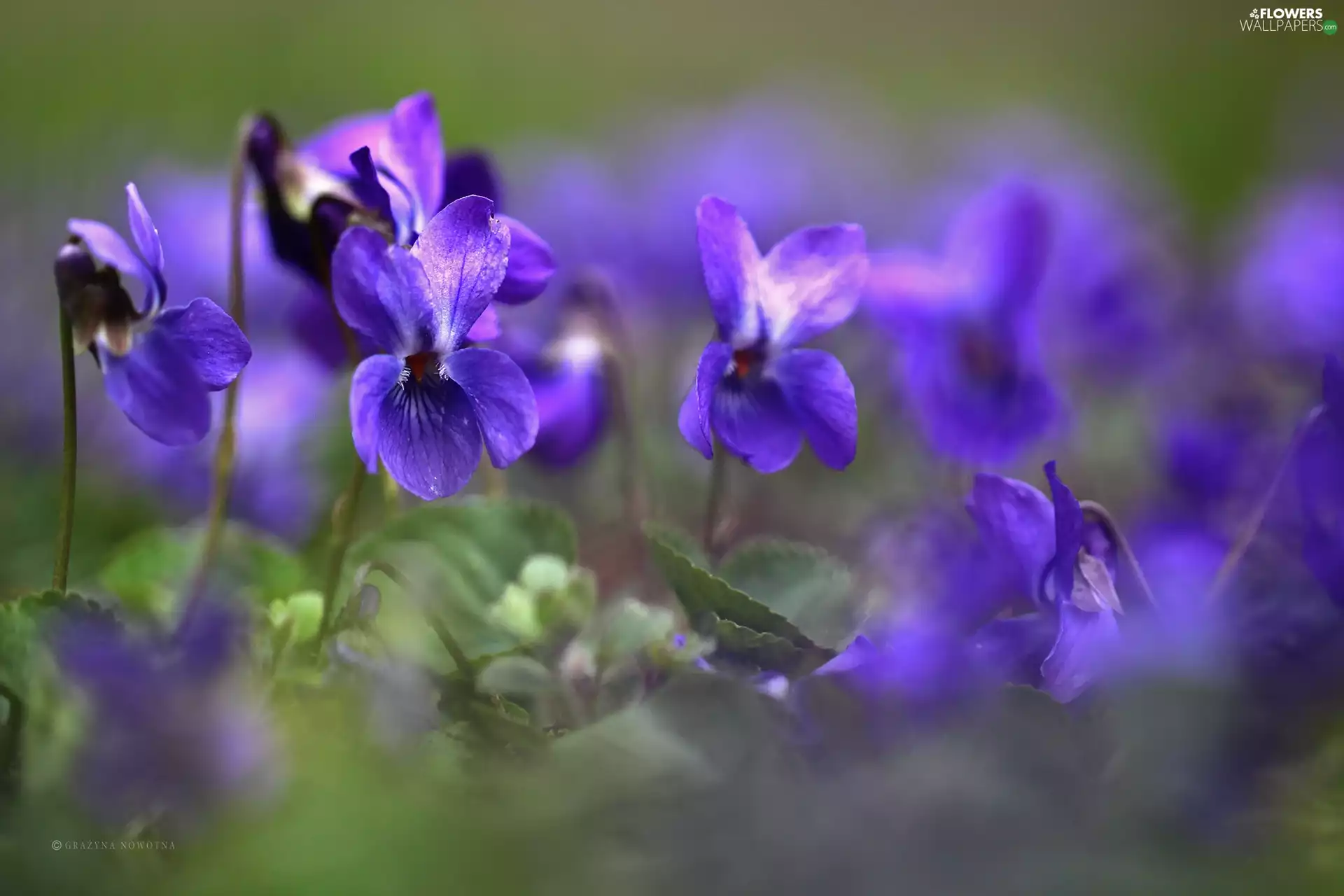 Flowers, fragrant violets, purple
