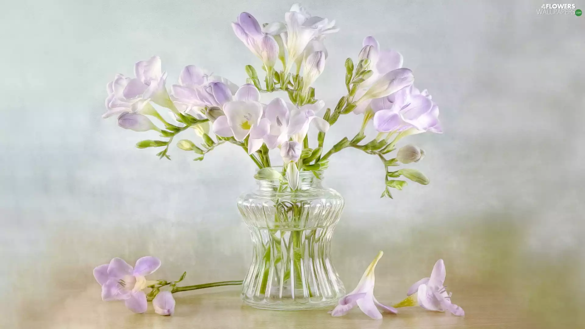 Light Purple, glass, vase, Freesias